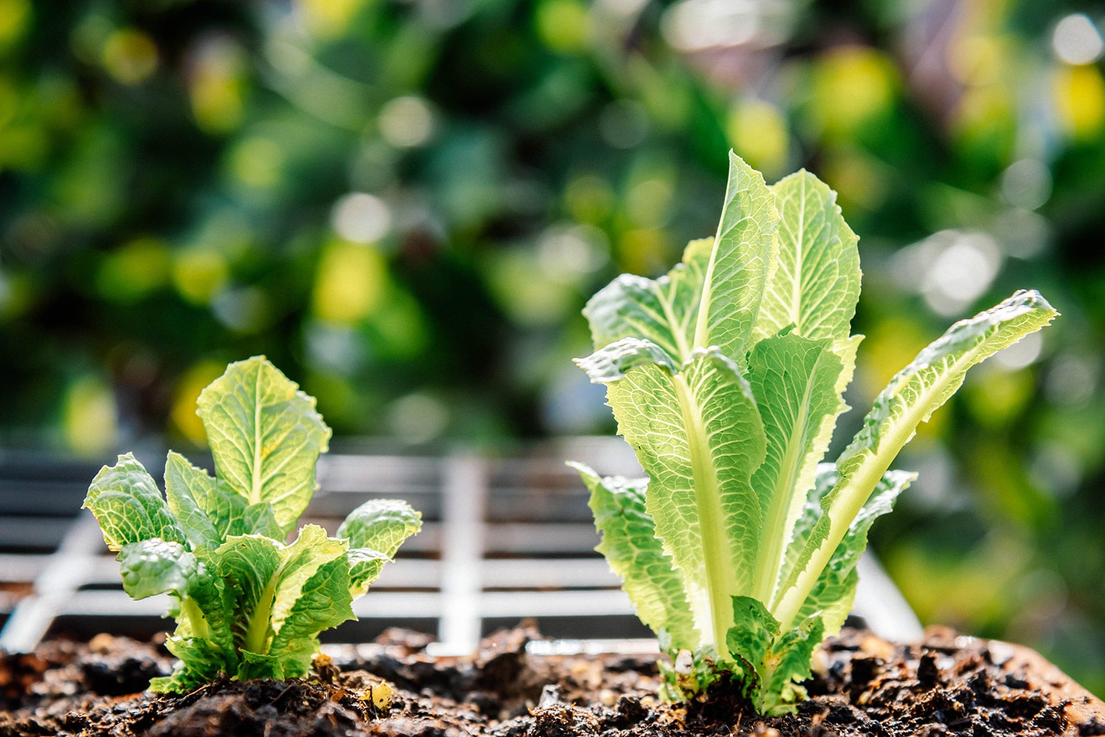 Heat-tolerant romaine cos lettuce heads growing in a container outdoors in summer