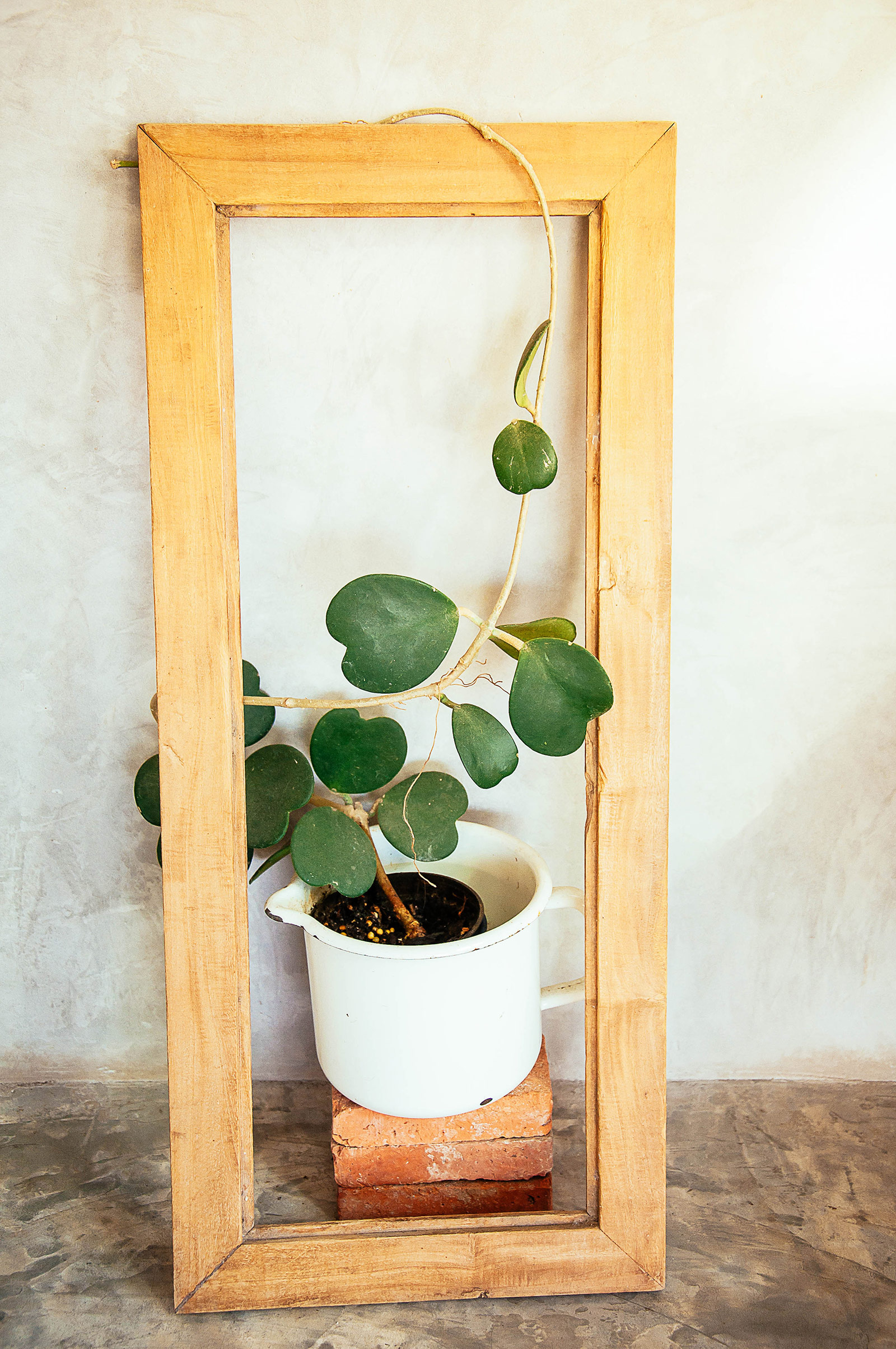 Hoya kerrii care tips for beginners