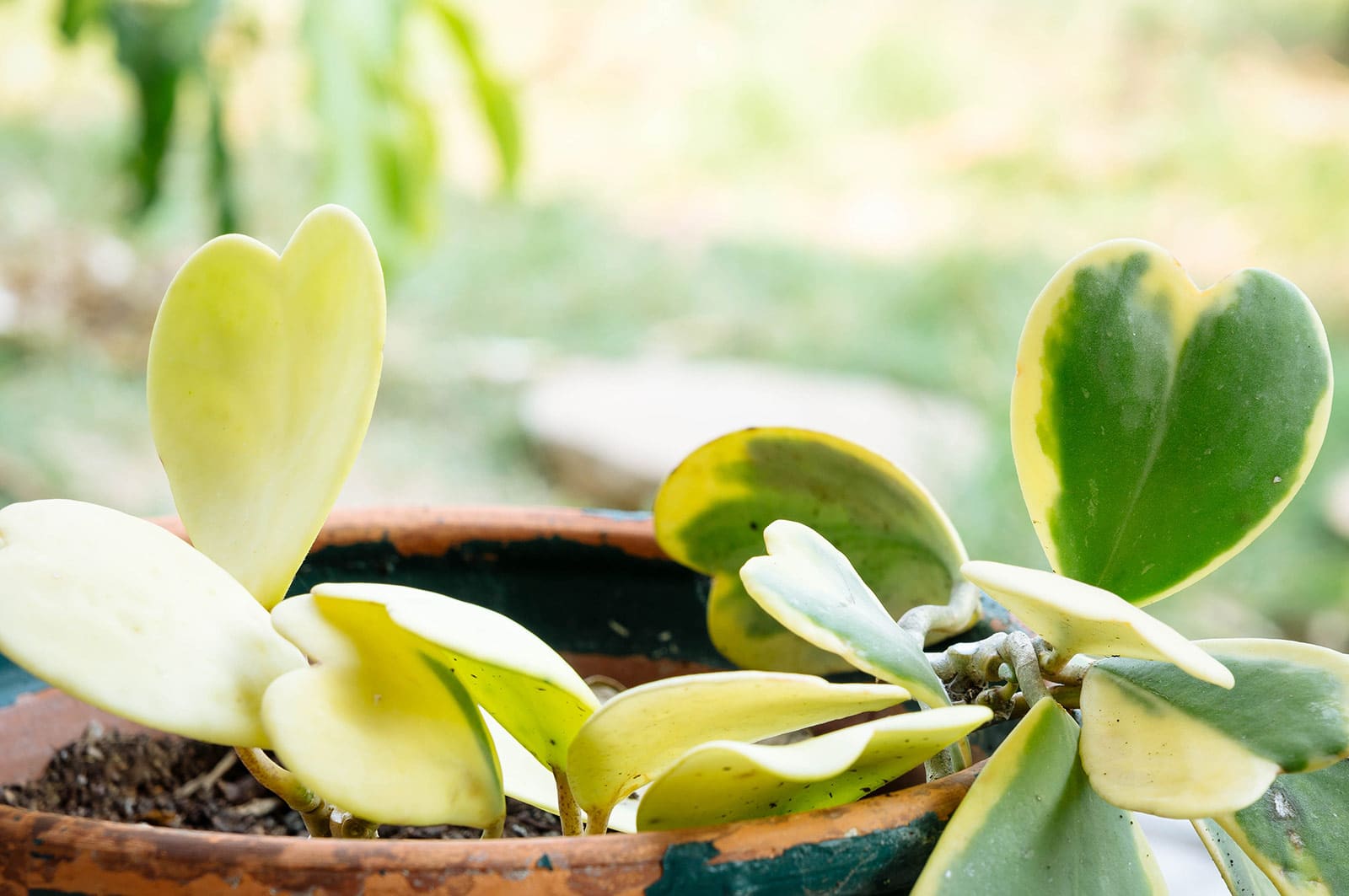 Close-up of Hoya kerrii plant in a terra cotta pot with a blurred garden backdrop