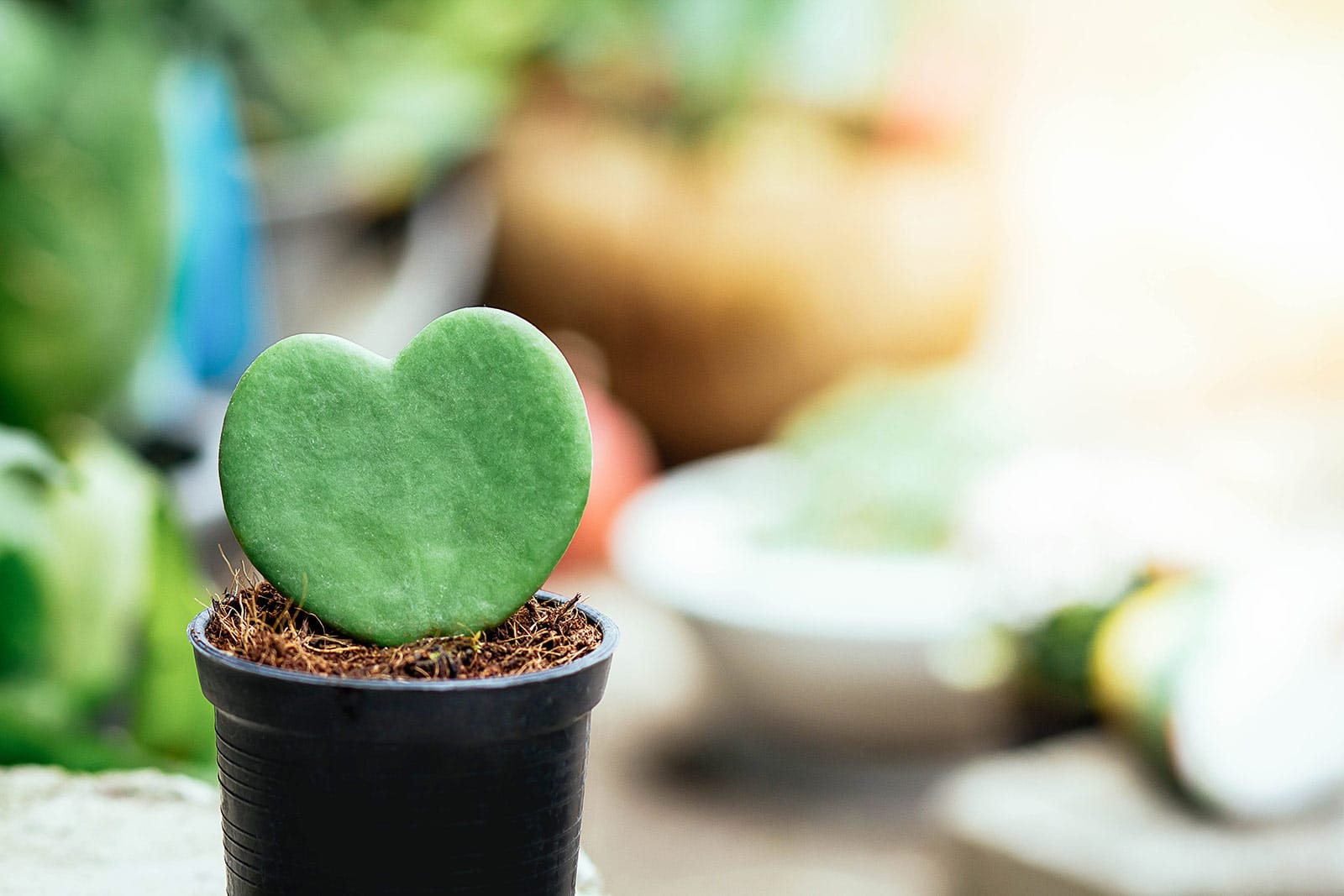A single Hoya kerrii heart-shaped leaf planted in a small black plastic pot against a blurred garden backdrop