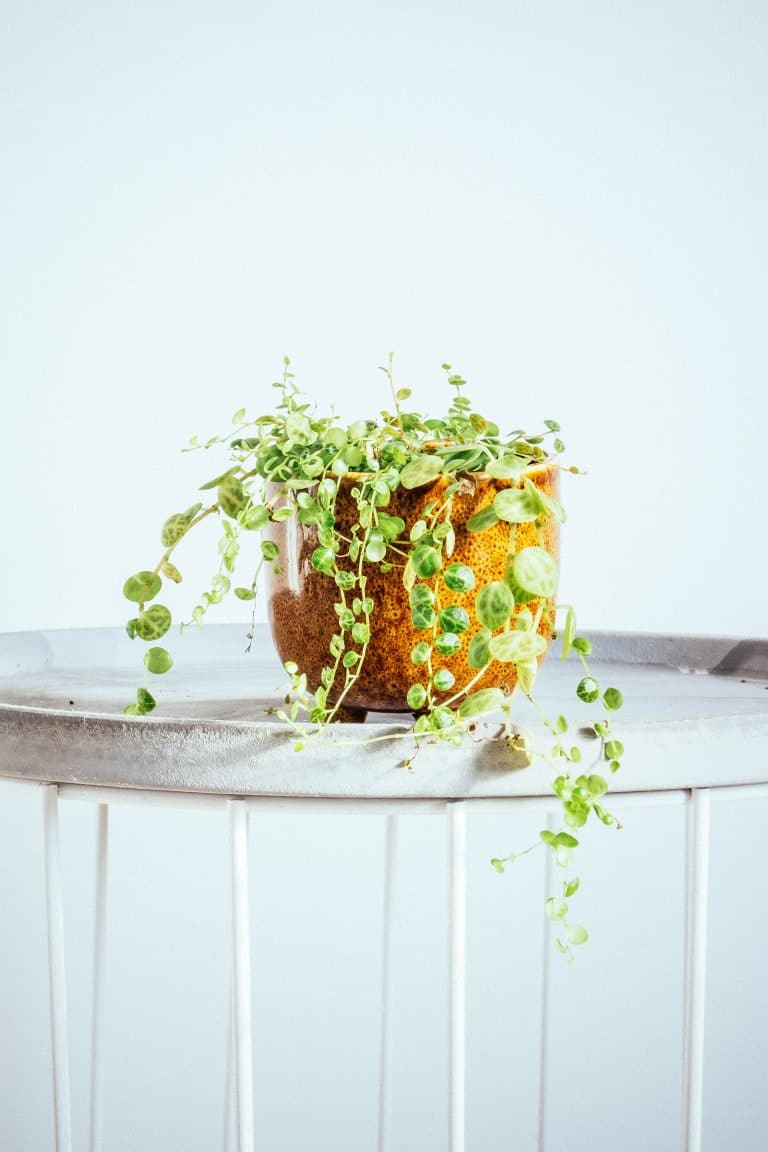 Keeping your string of turtles alive: how to take care of Peperomia prostrata