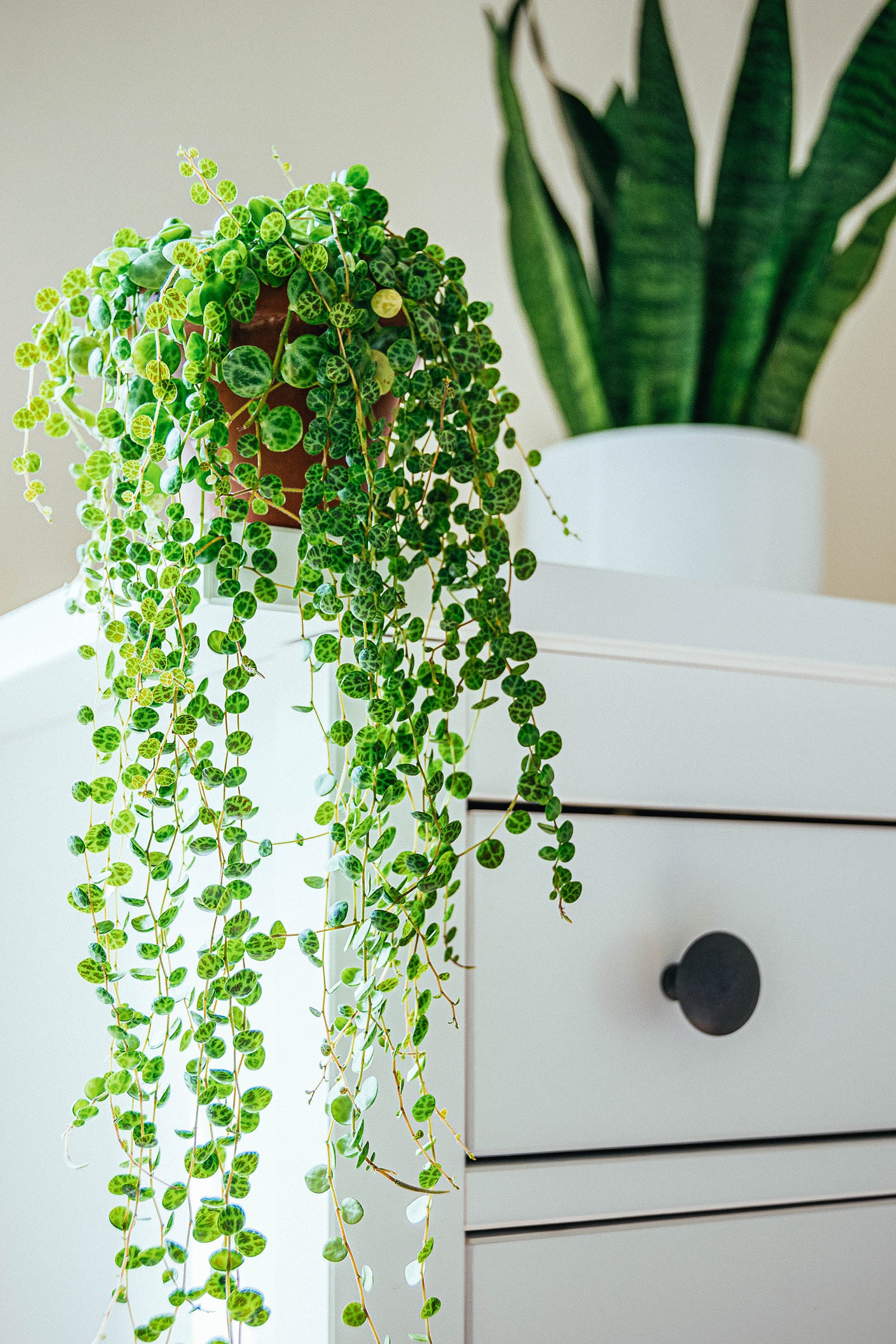 Peperomia prostrata vines (string of turtles) cascading down the edge of a white dresser