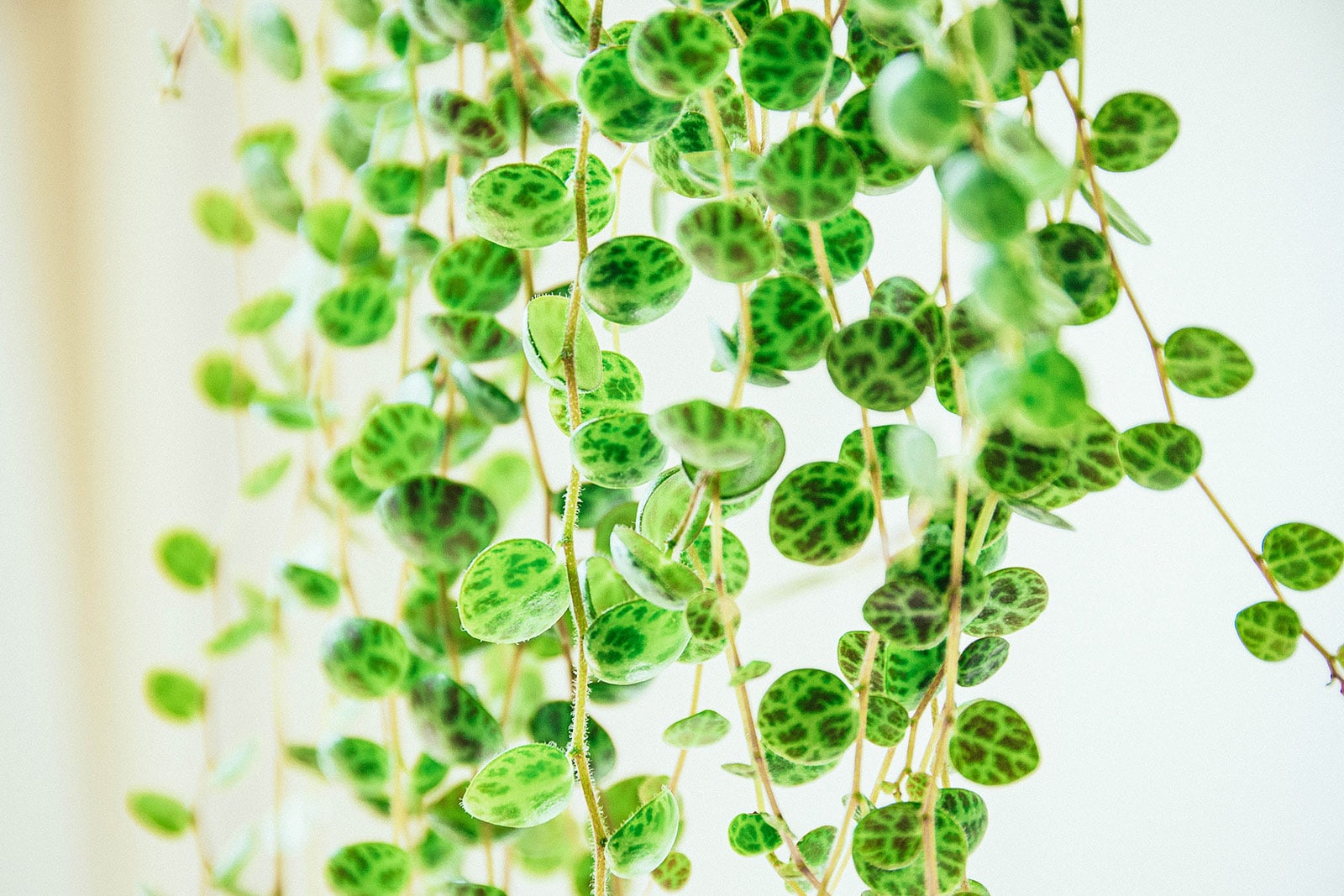 Close-up of Peperomia prostrata (string of turtles) leaves with turtle shell-like pattern