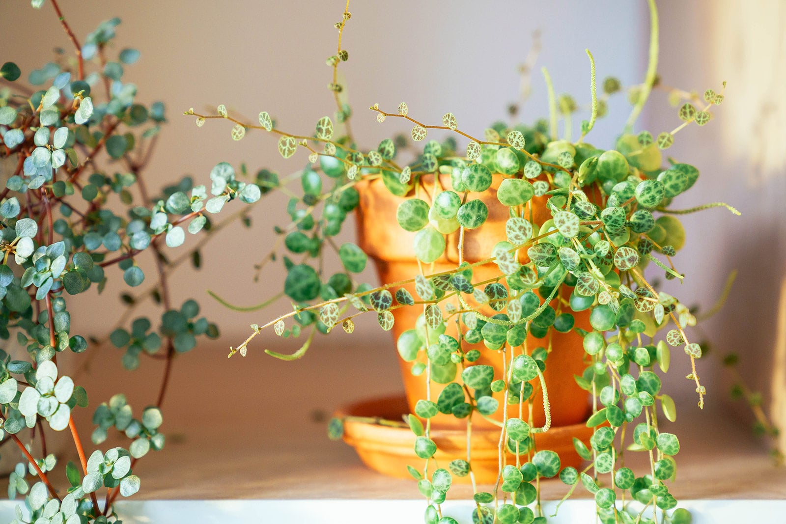 String of turtles plant (Peperomia prostrata) in a terracotta pot with a saucer