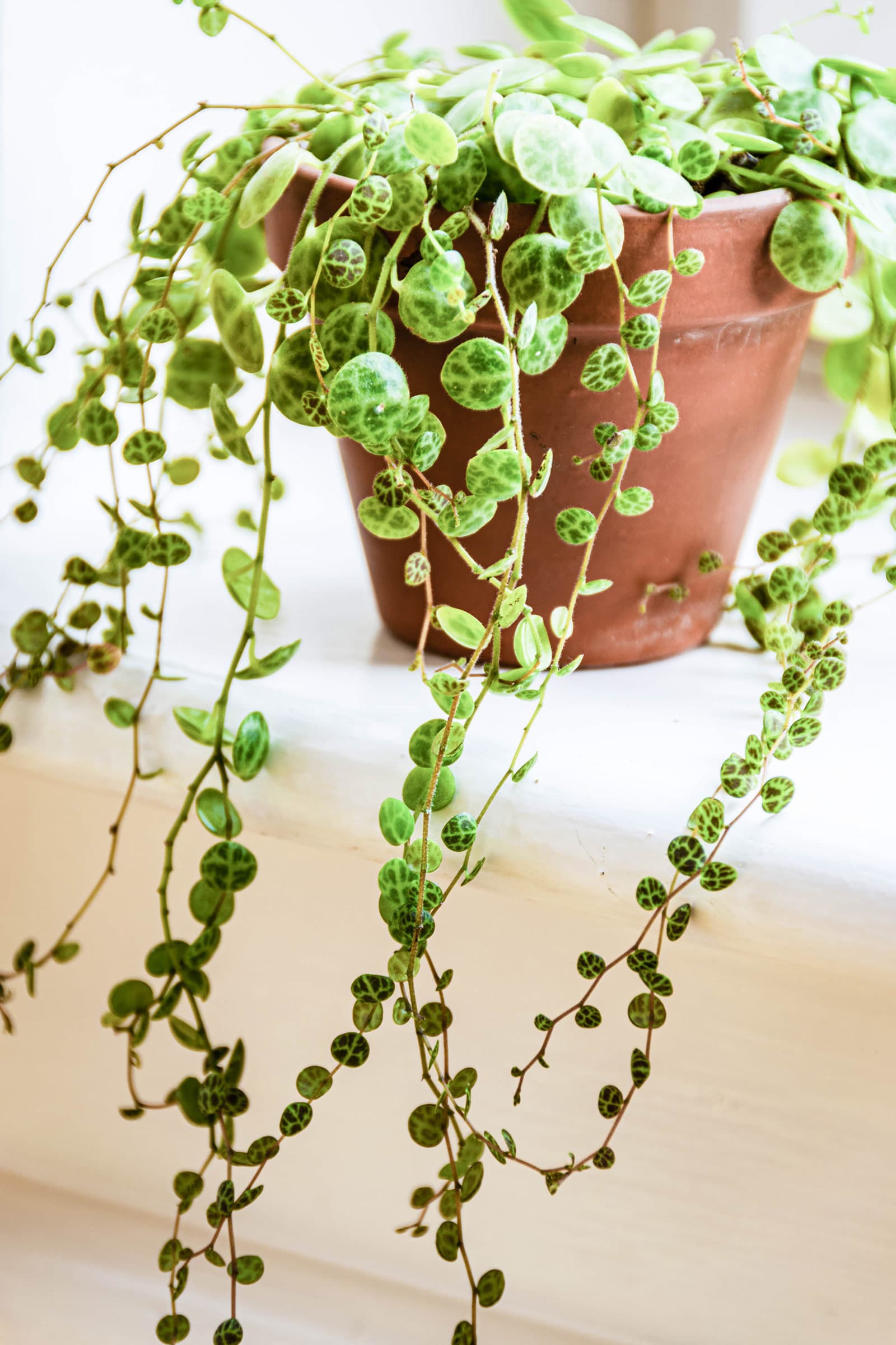 String of turtles (Peperomia prostrata) in a terracotta pot on a white shelf