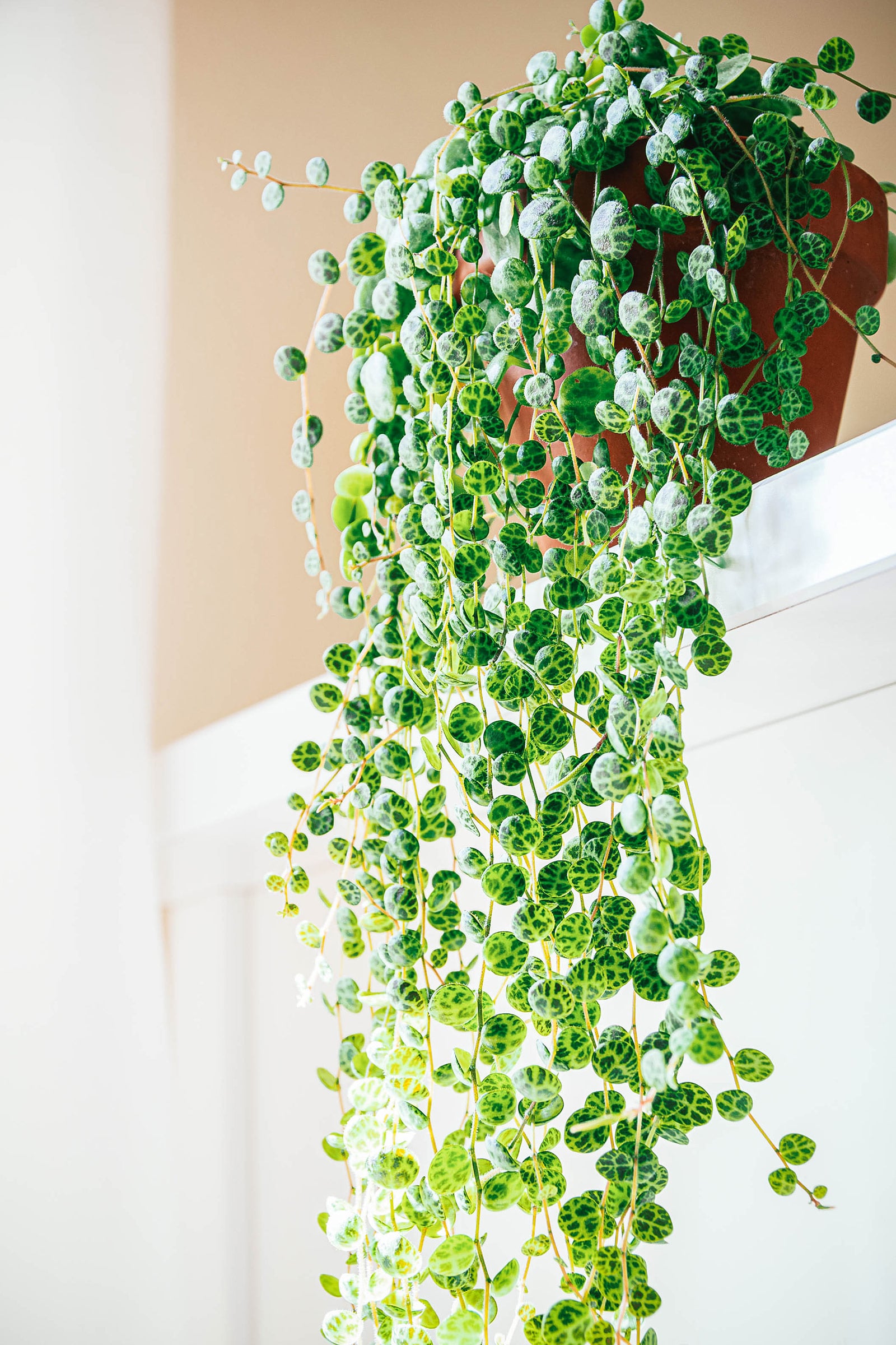 A Peperomia prostrata plant (string of turtles) in a terracotta pot trailing down from a table