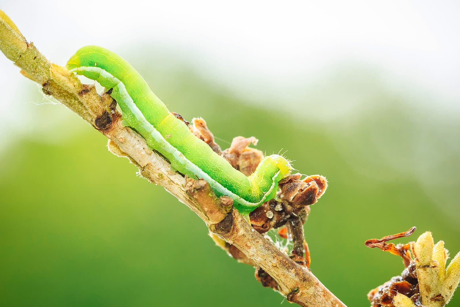 Angle shades moth caterpillar