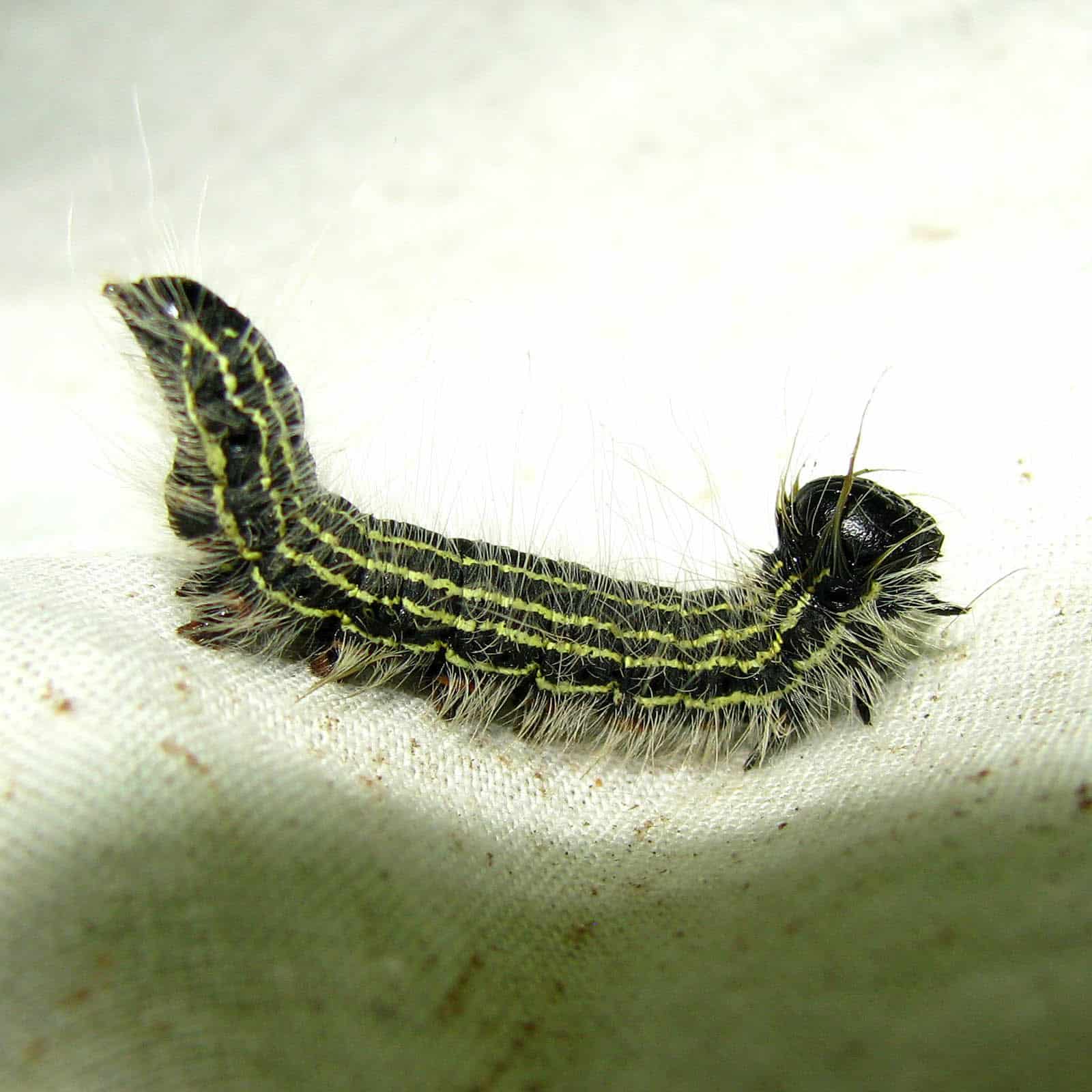 Angus datana moth caterpillar
