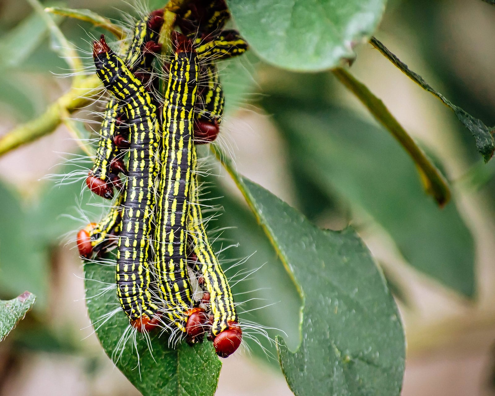 Azalea caterpillar
