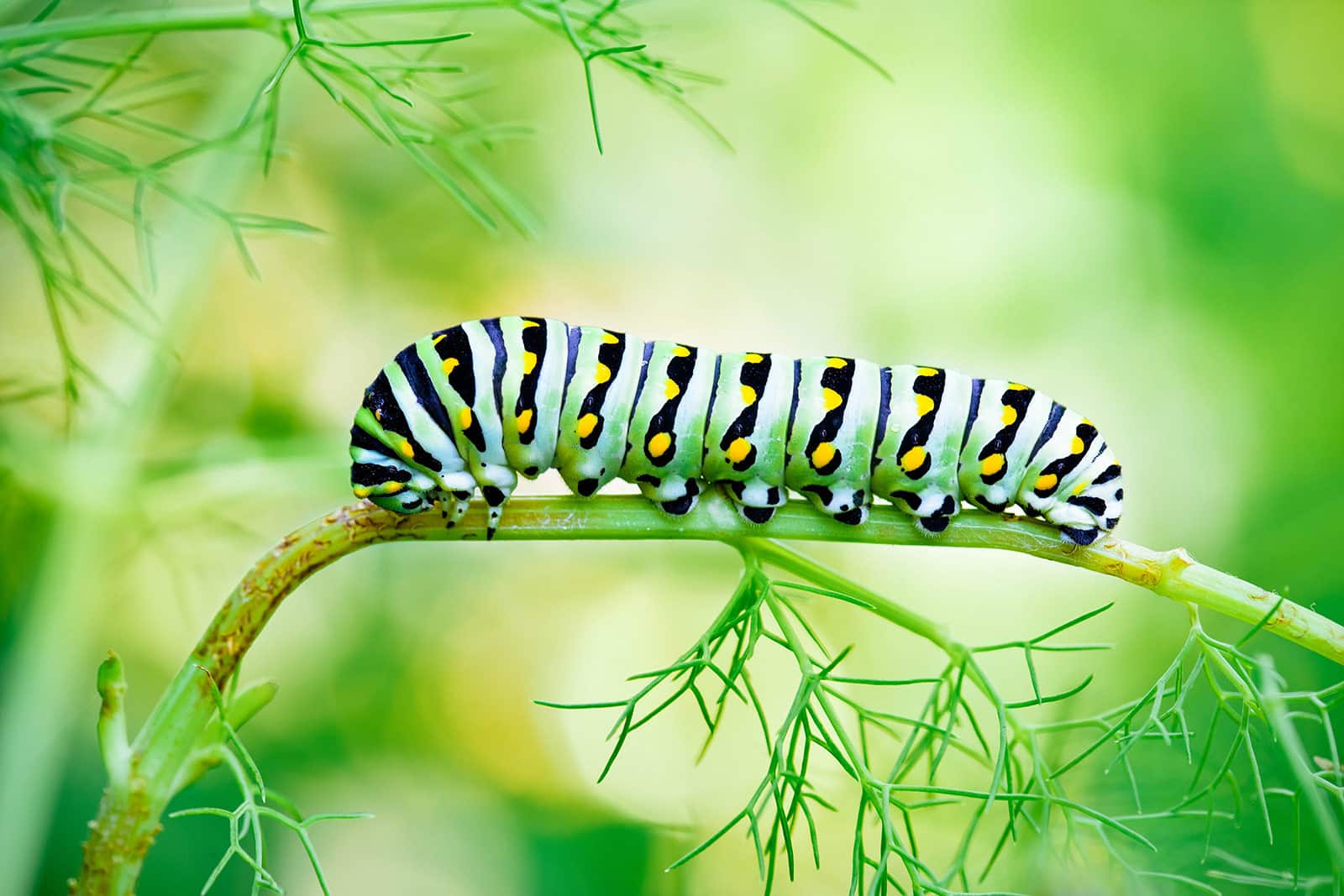 Black swallowtail caterpillar