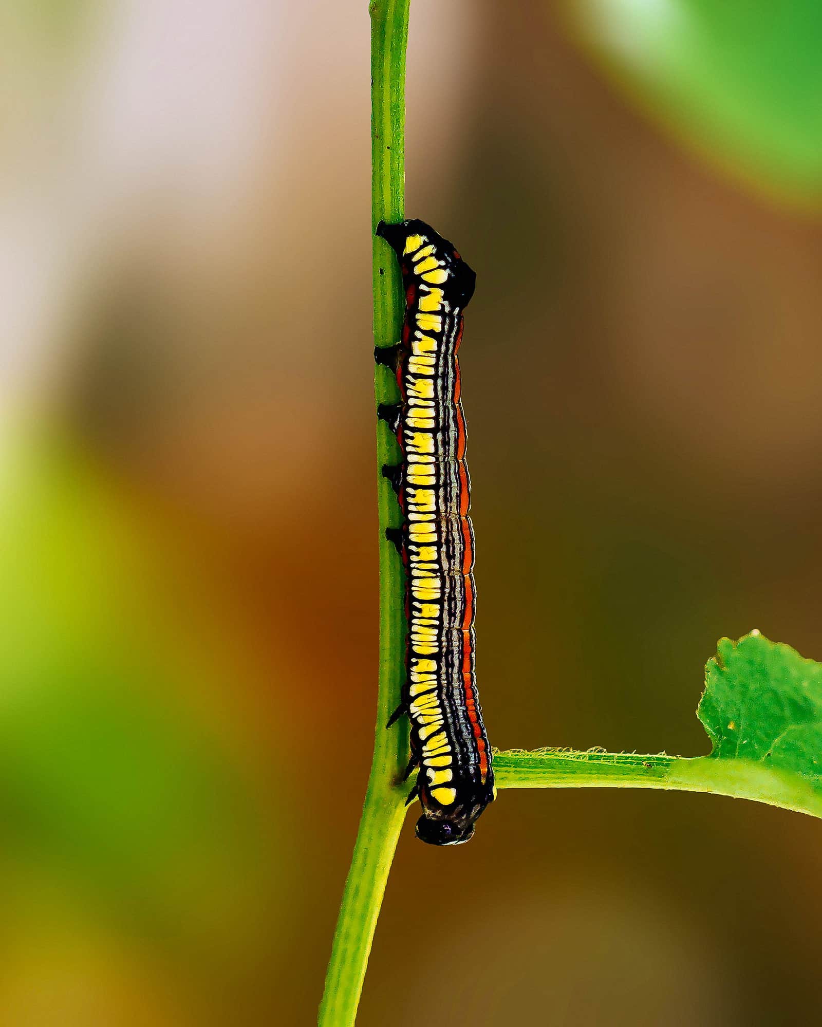 Brown hooded owlet moth caterpillar