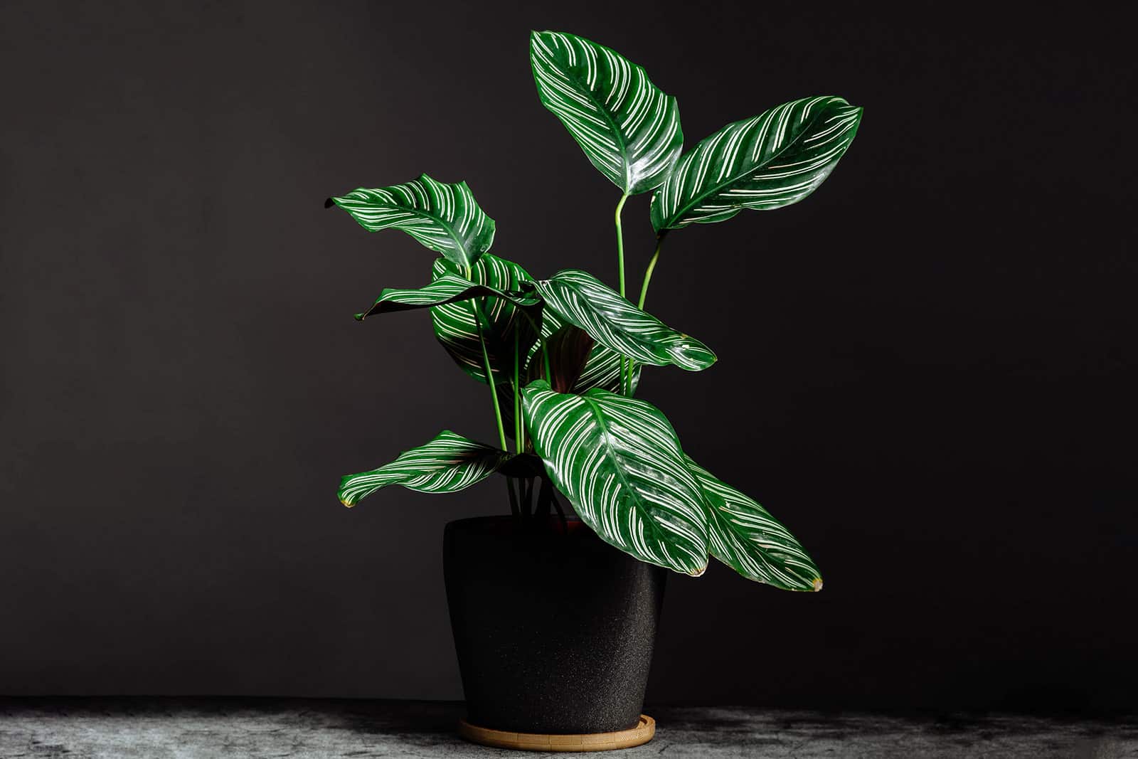 Moody shot of Calathea ornata houseplant in a black pot against a black backdrop