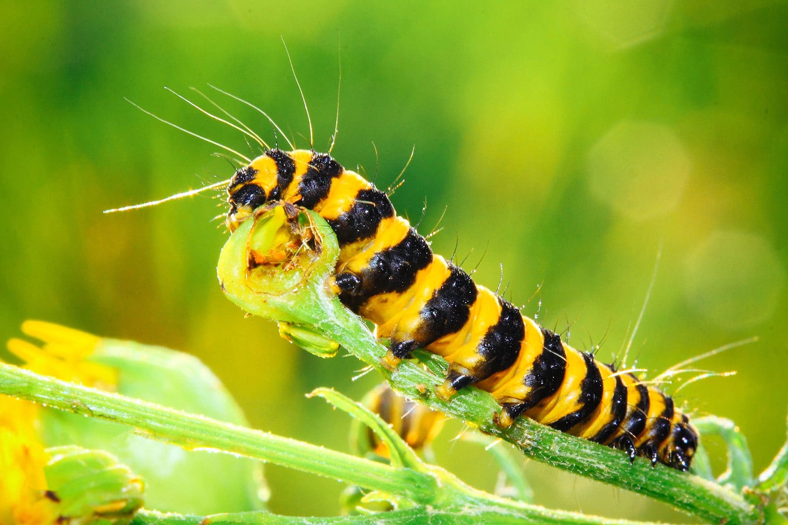 Cinnabar caterpillar