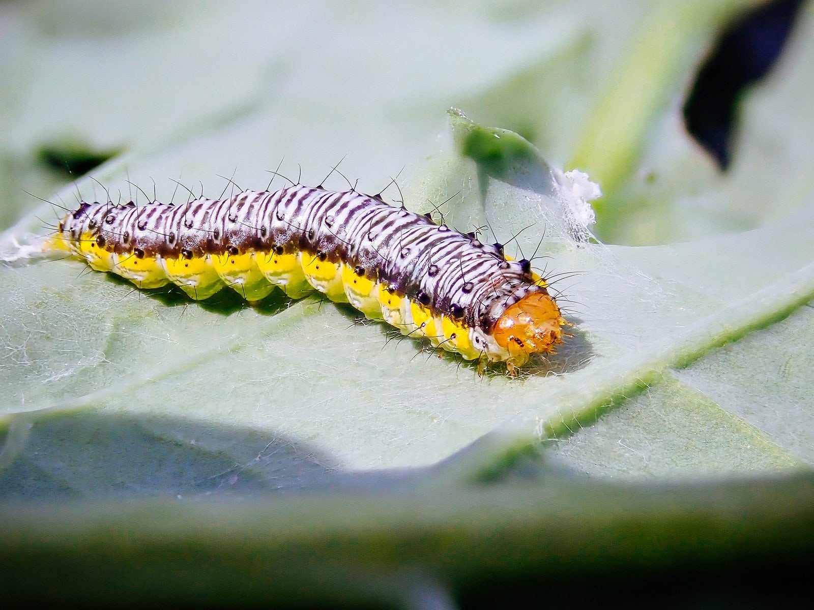 Cross-striped cabbageworm