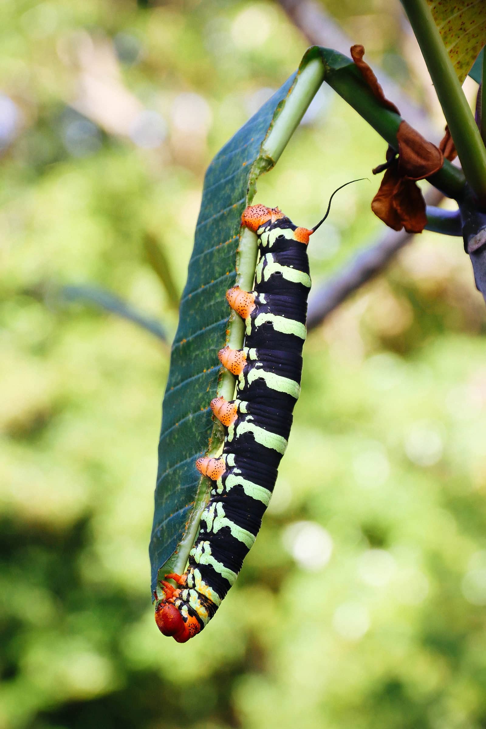 Giant sphinx moth caterpillar