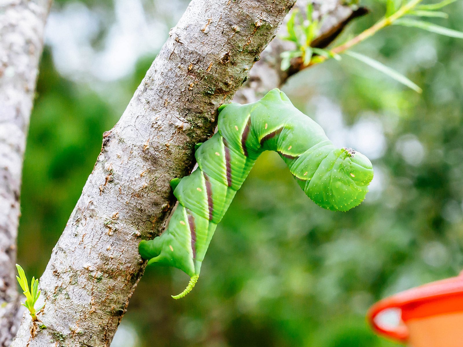 Rustic sphinx moth caterpillar