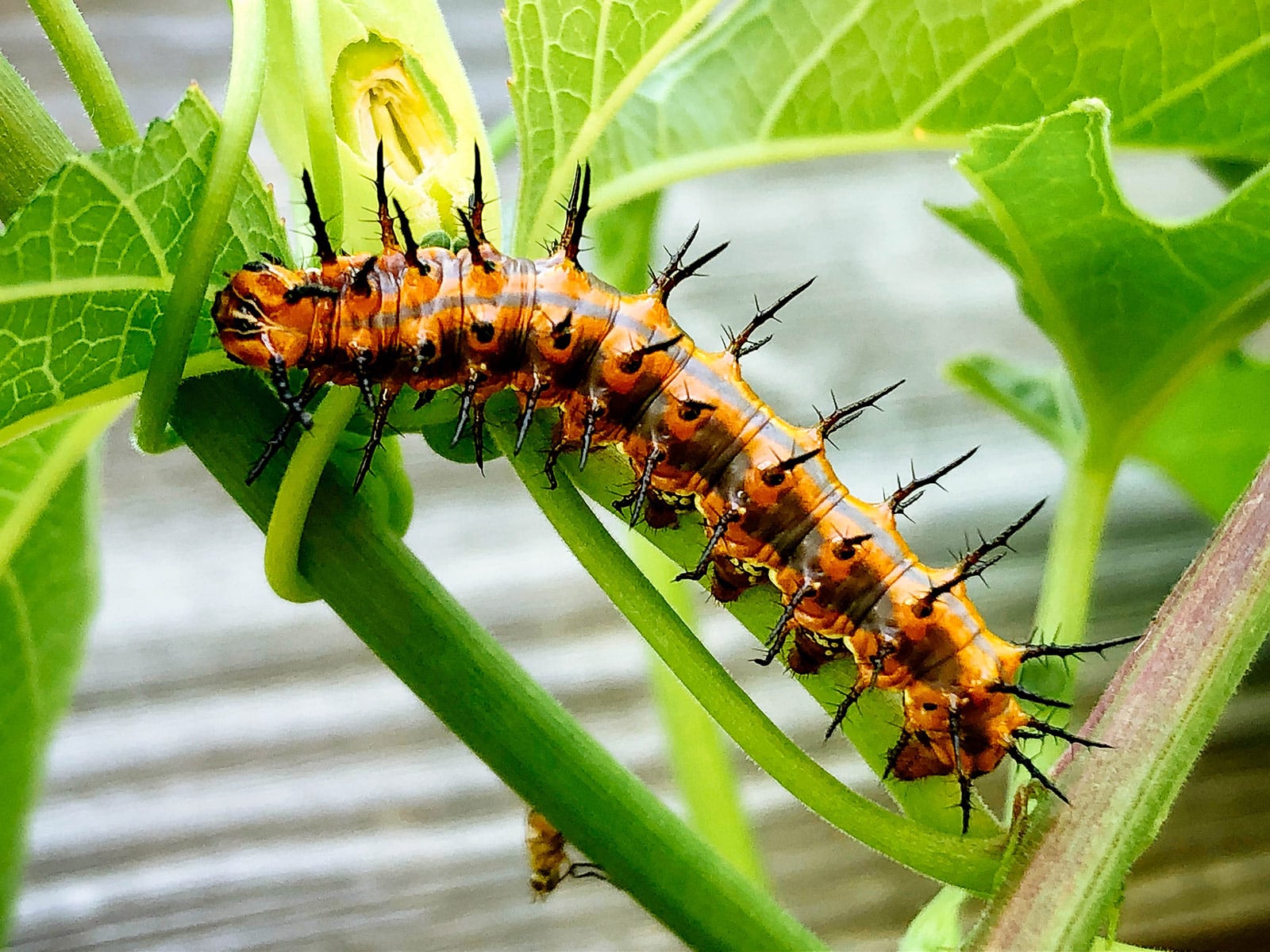 Gulf fritillary caterpillar