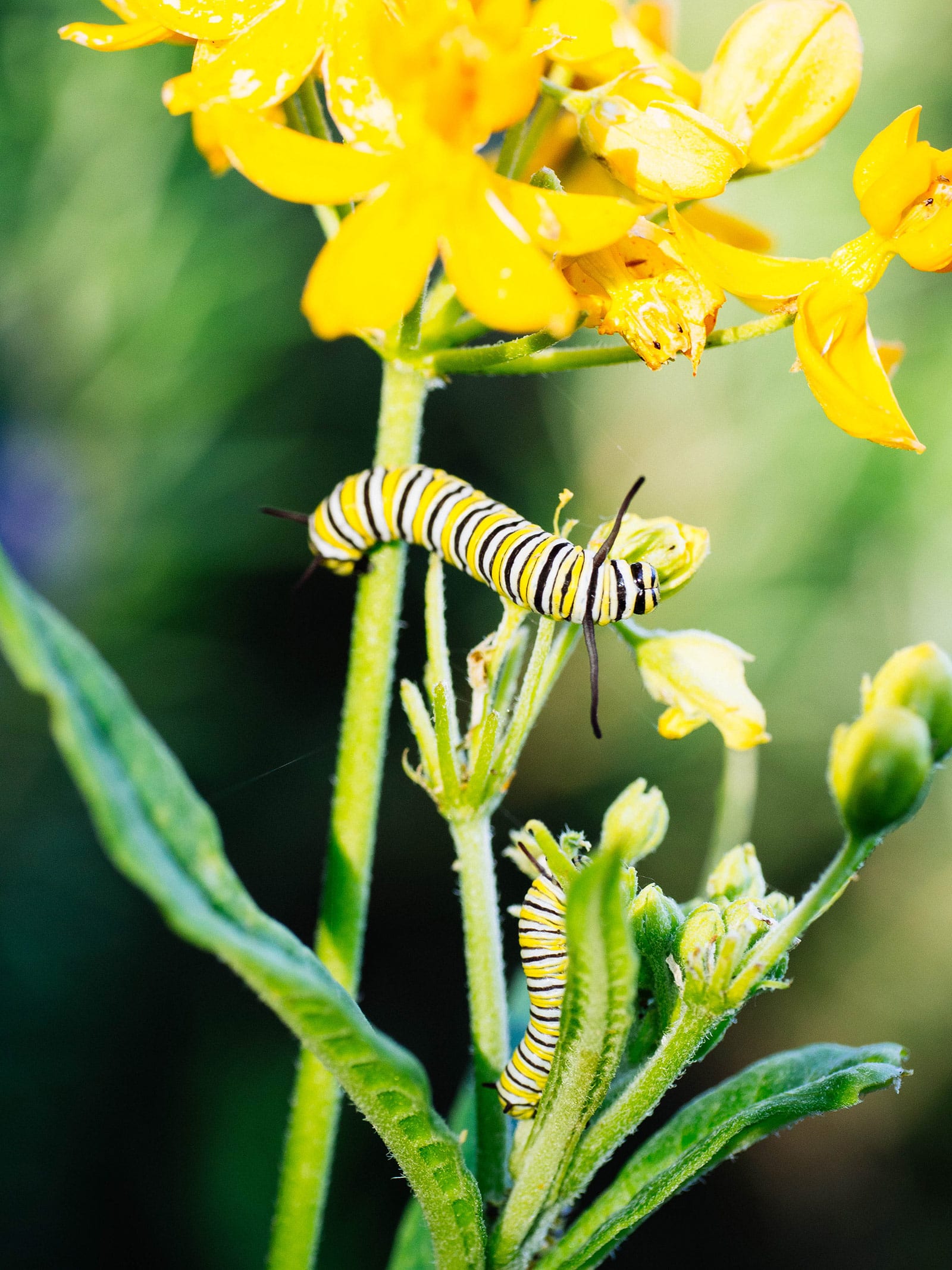 Monarch caterpillar