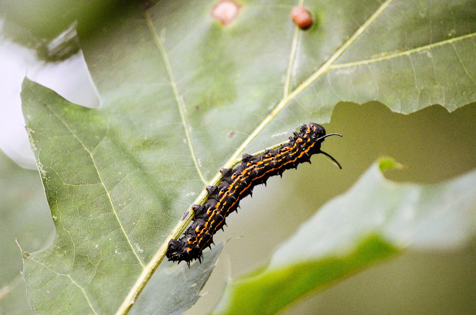 Orange-striped oakworm