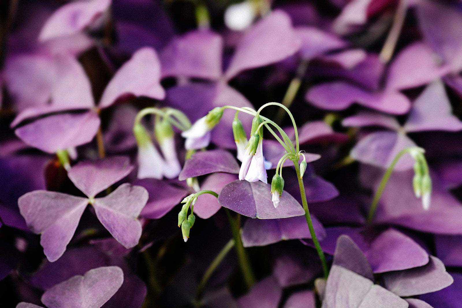 Close-up of flowers on Oxalis triangularis (false shamrock) plant
