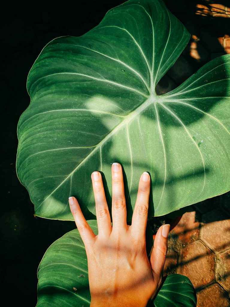 Philodendron gloriosum care: fuss-free tips to help your plant thrive