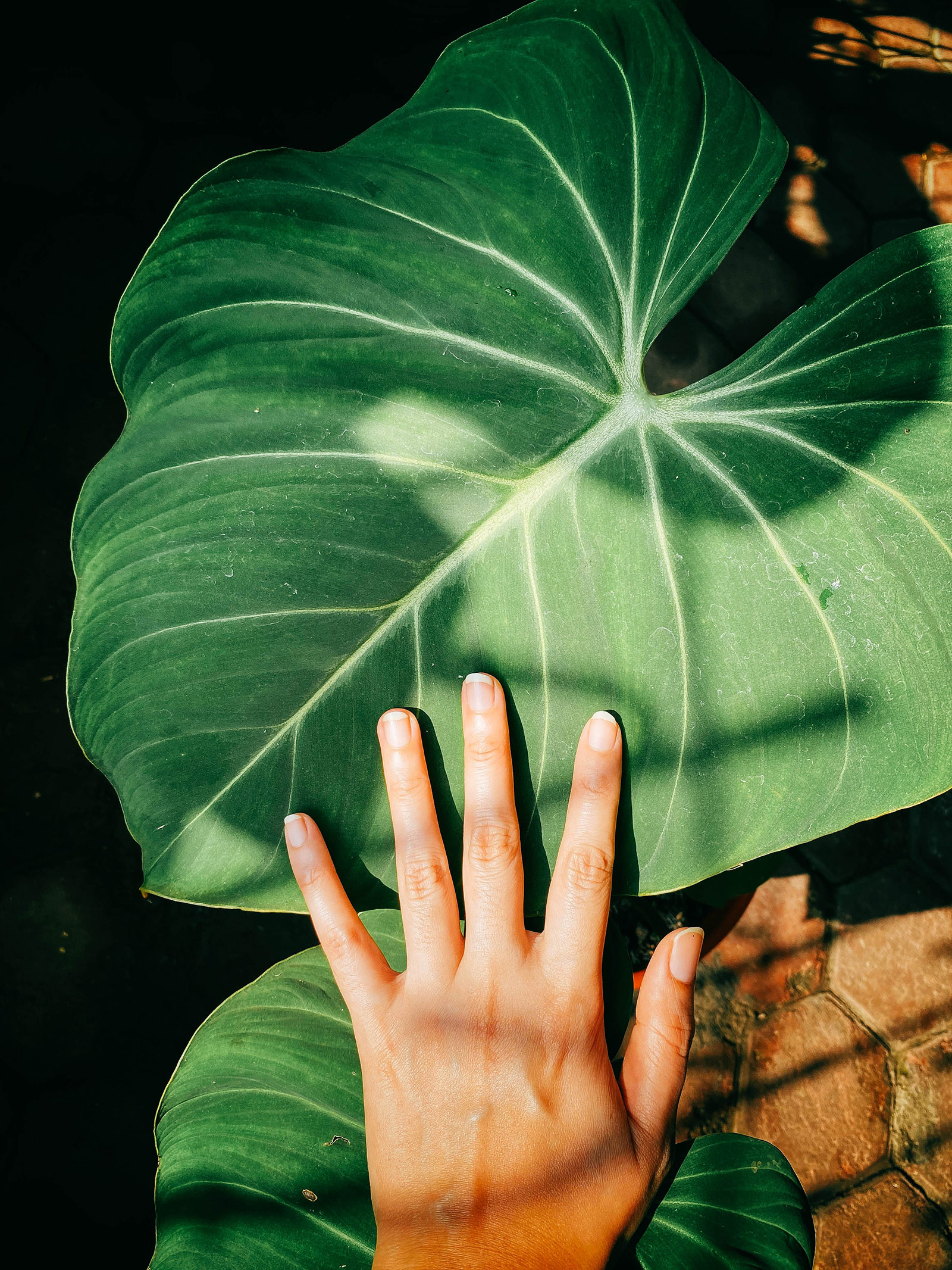 Philodendron gloriosum care: fuss-free tips to help your plant thrive