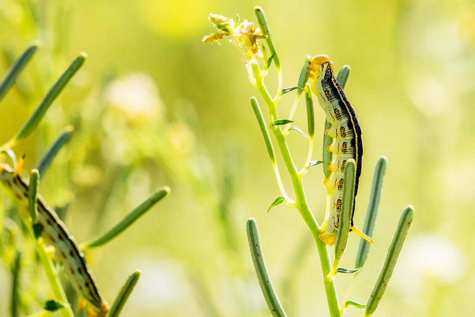 White sphinx moth caterpillar