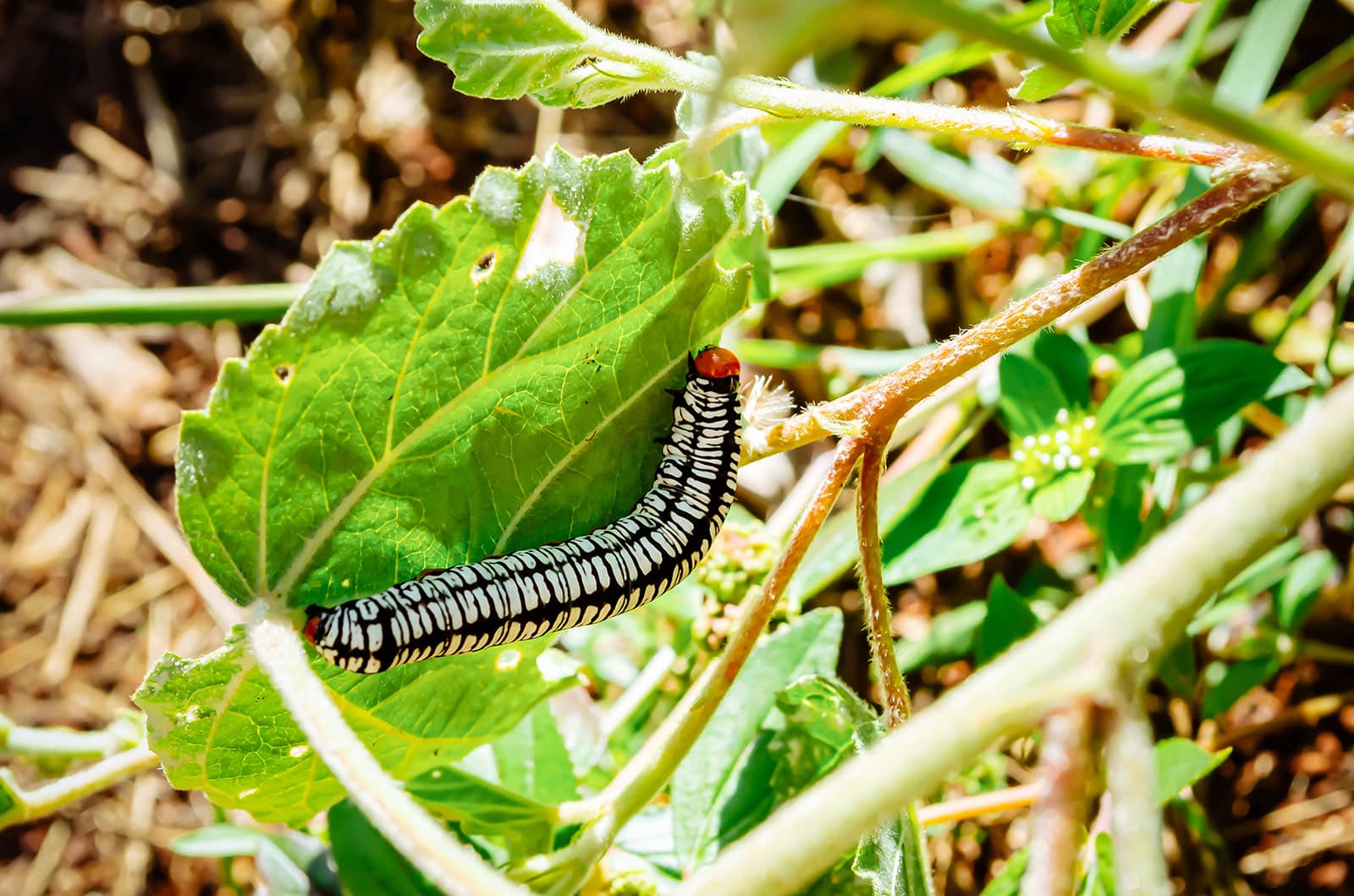 Zebra caterpillar