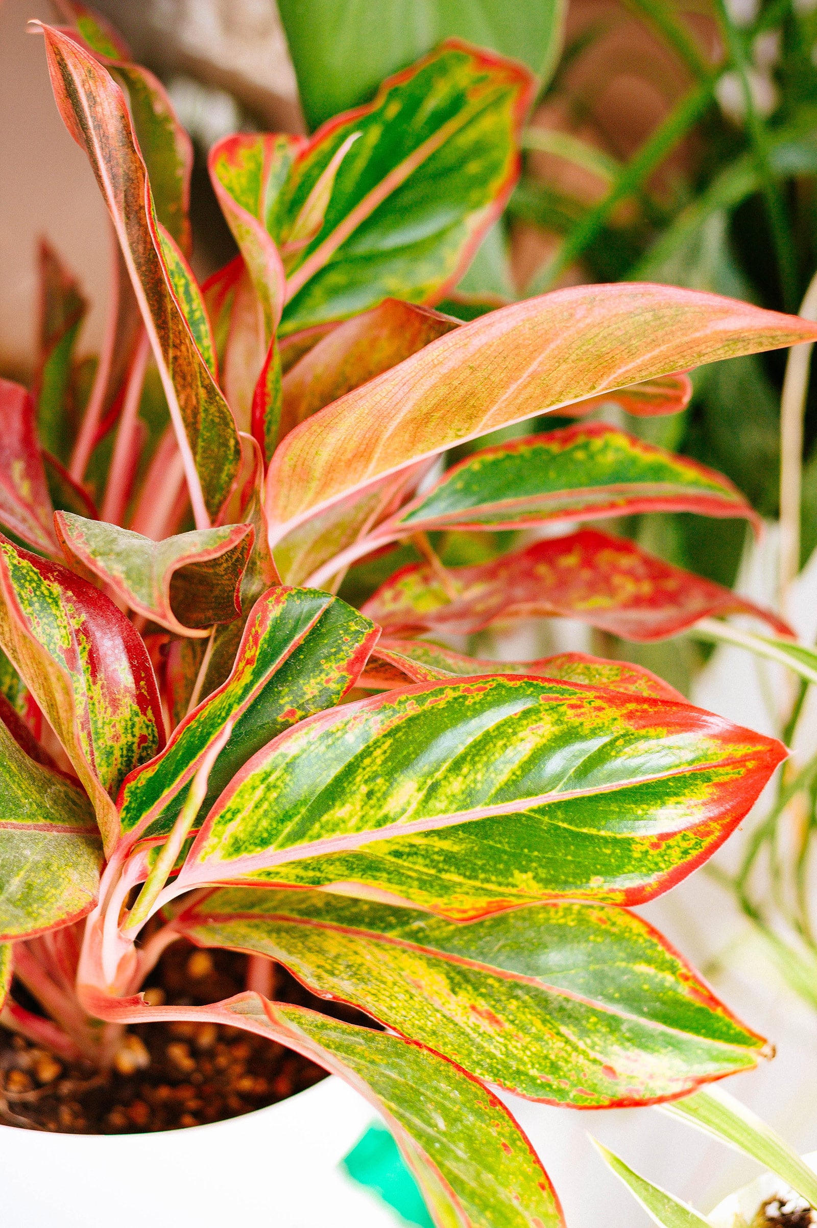 Aglaonema Crete