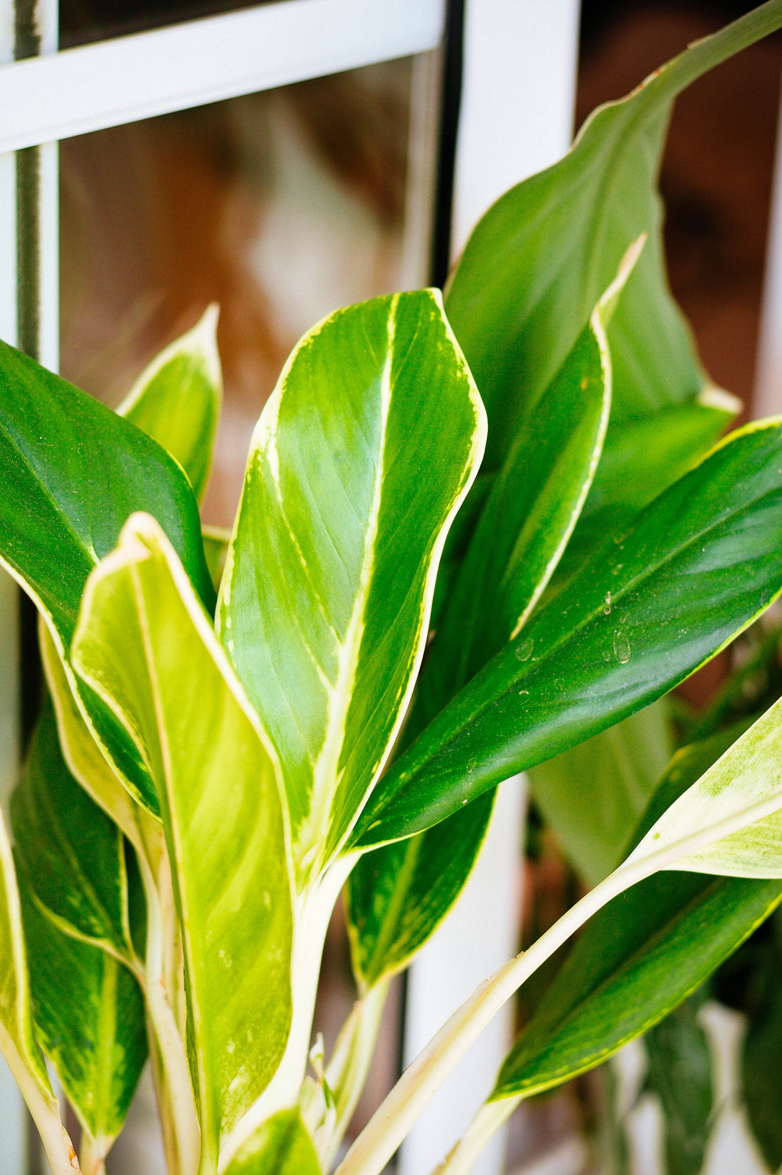 Aglaonema Golden Lipstick