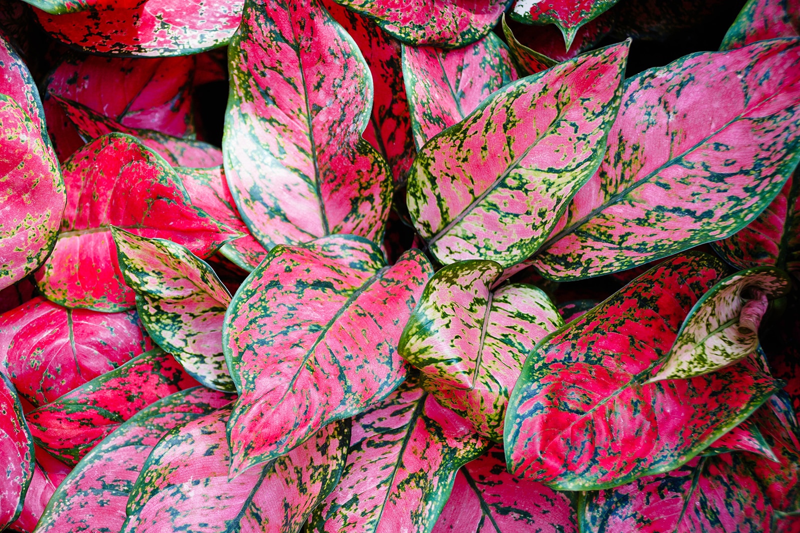 Aglaonema Lady Valentine