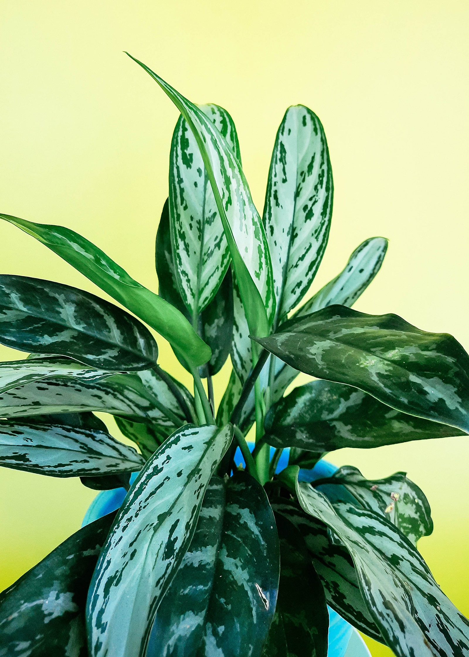 Aglaonema nitidum
