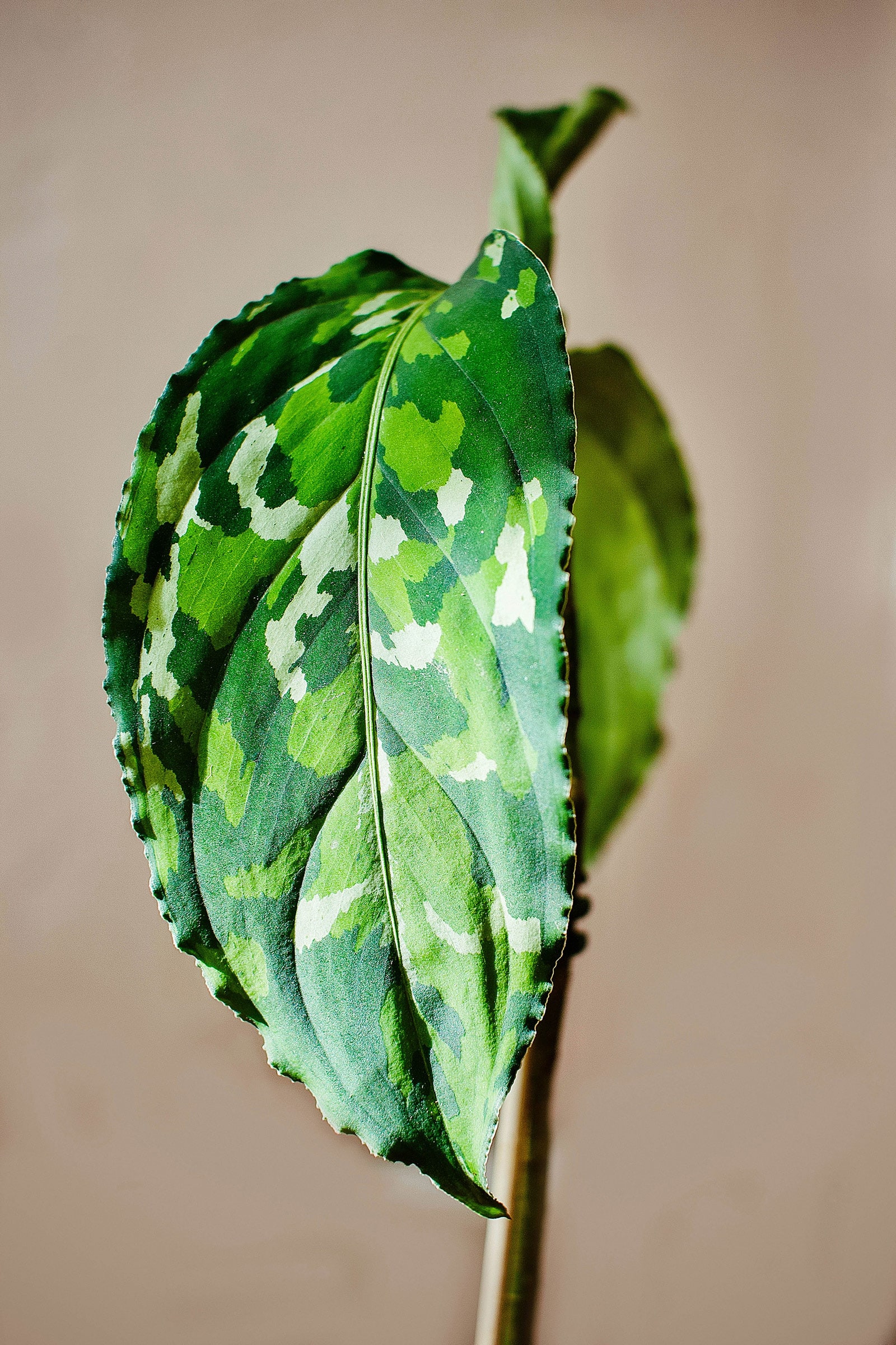 Aglaonema Pictum Tricolor