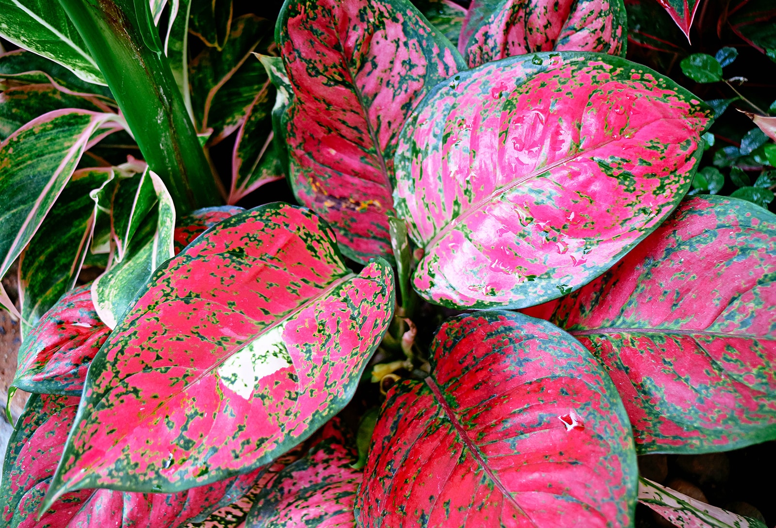 Aglaonema Pink Dalmatian
