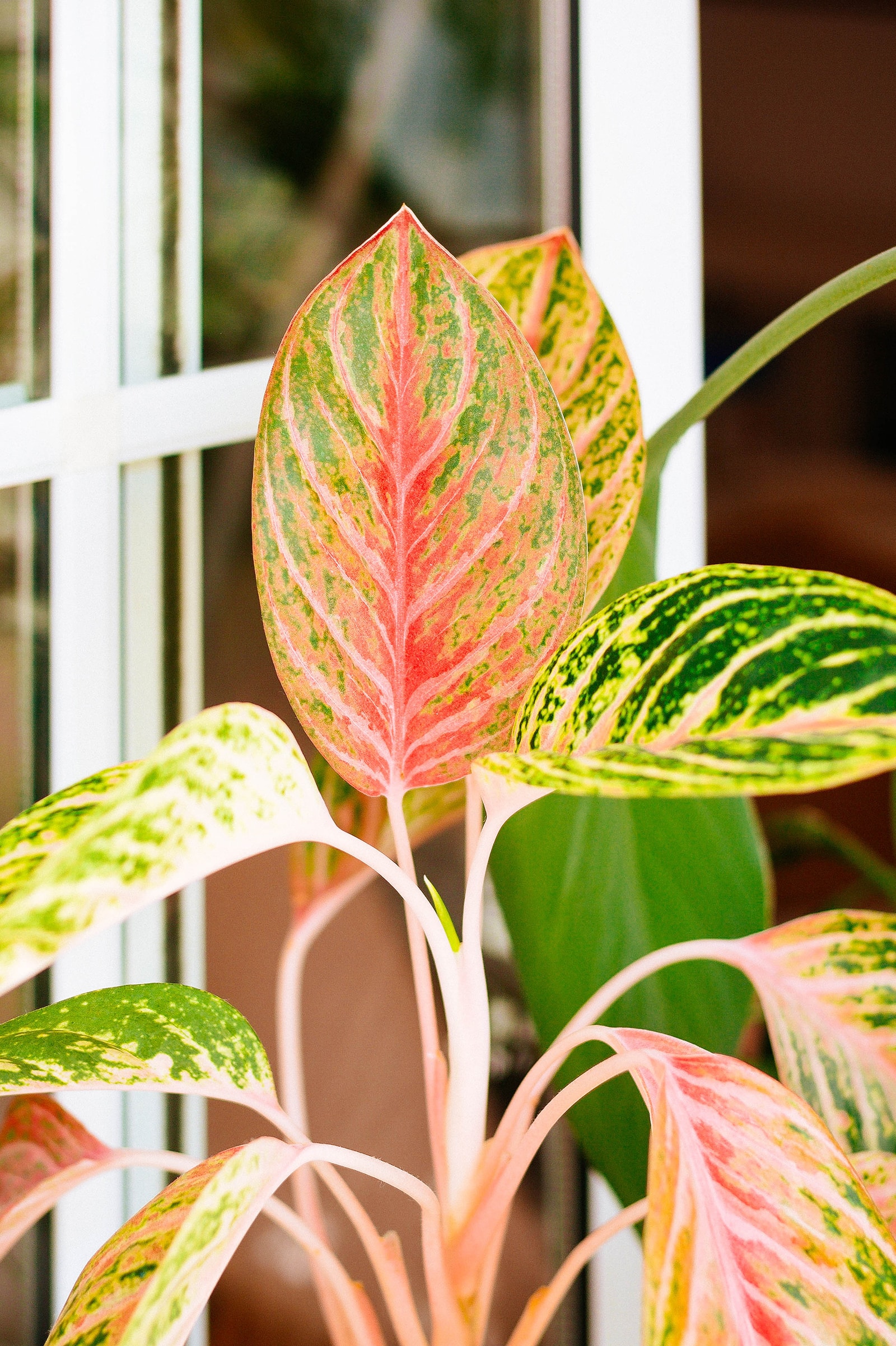 Aglaonema Prestige