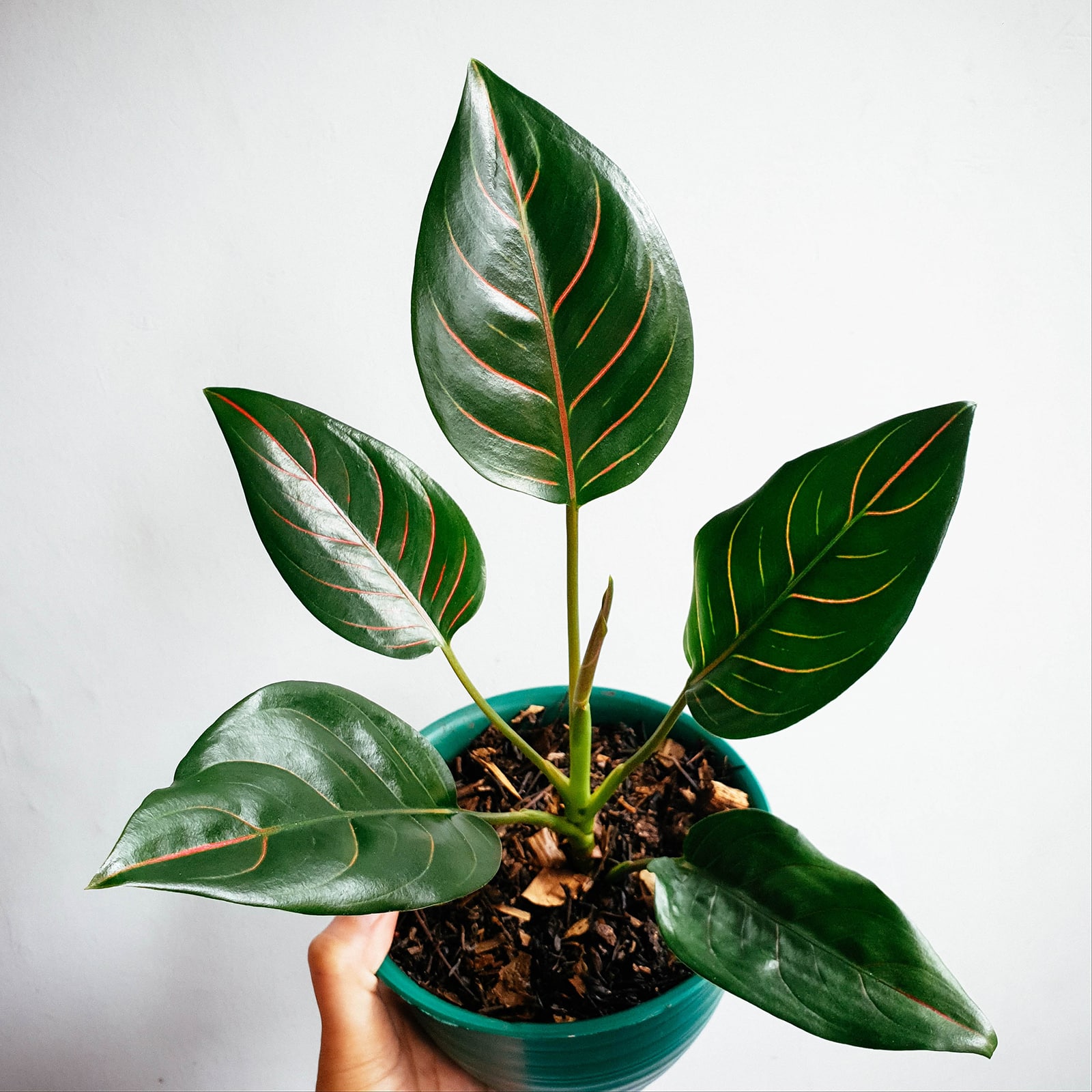 Aglaonema rotundum