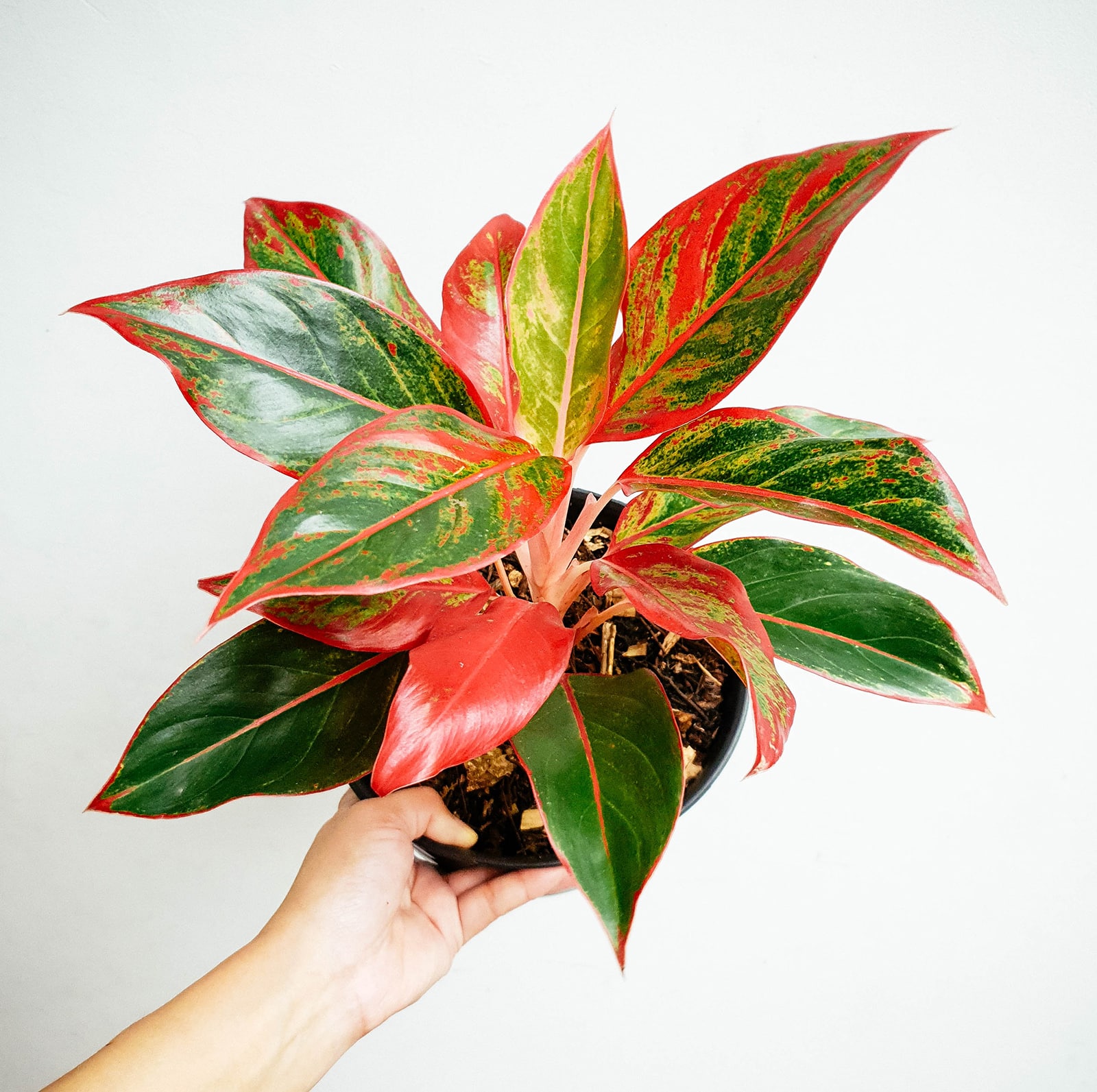 Aglaonema Siam Aurora