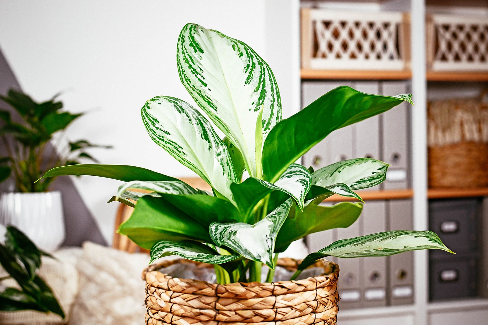 Aglaonema Silver Bay