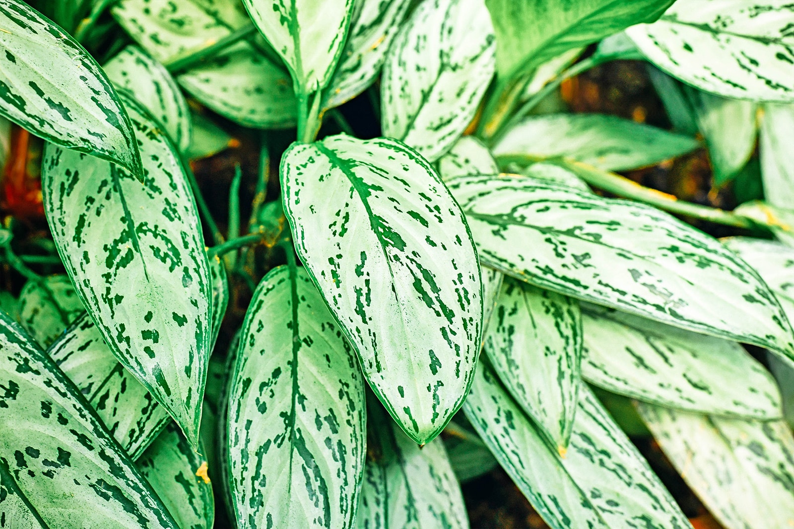 Aglaonema Silver Queen