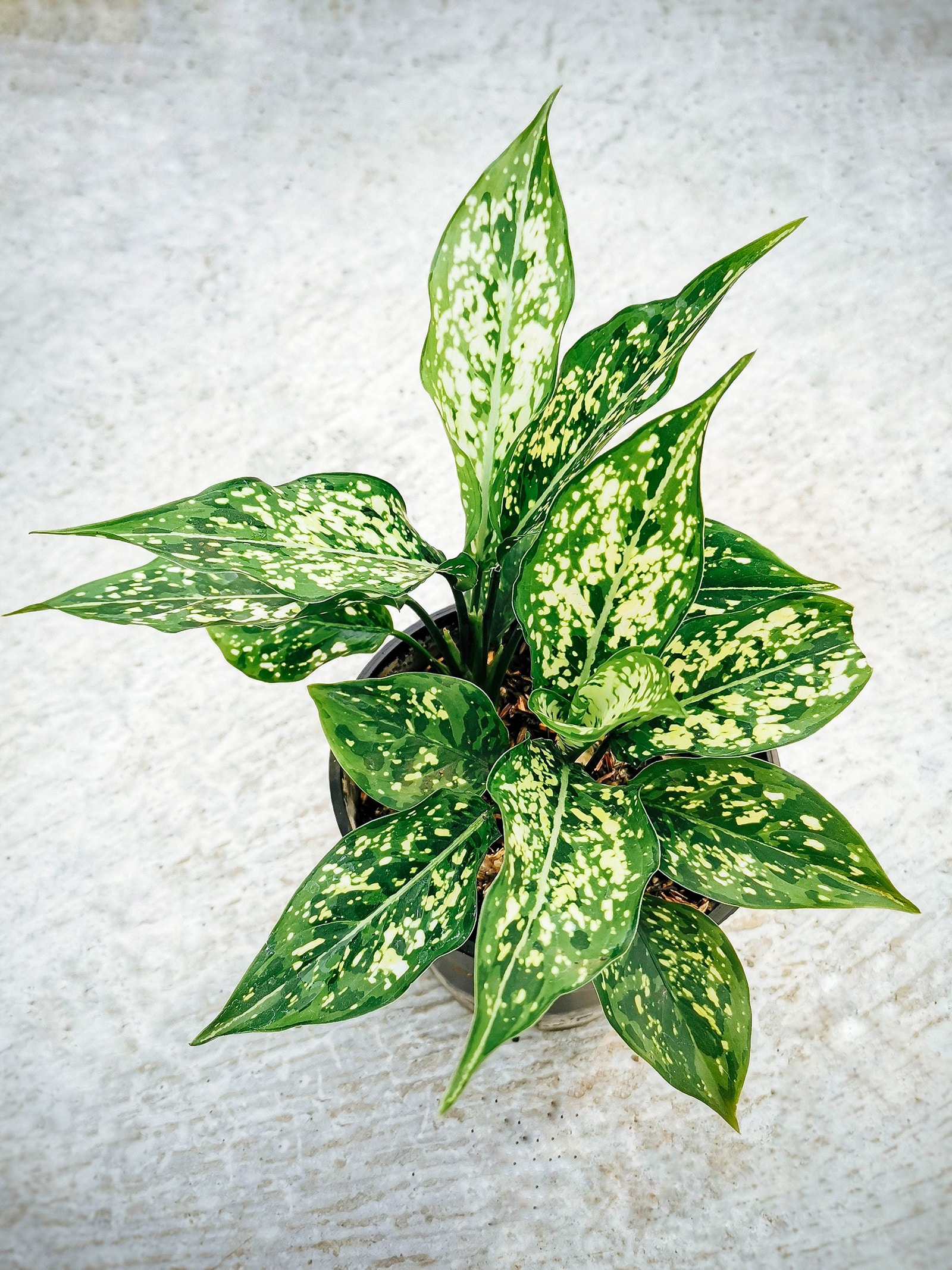 Aglaonema Spring Snow