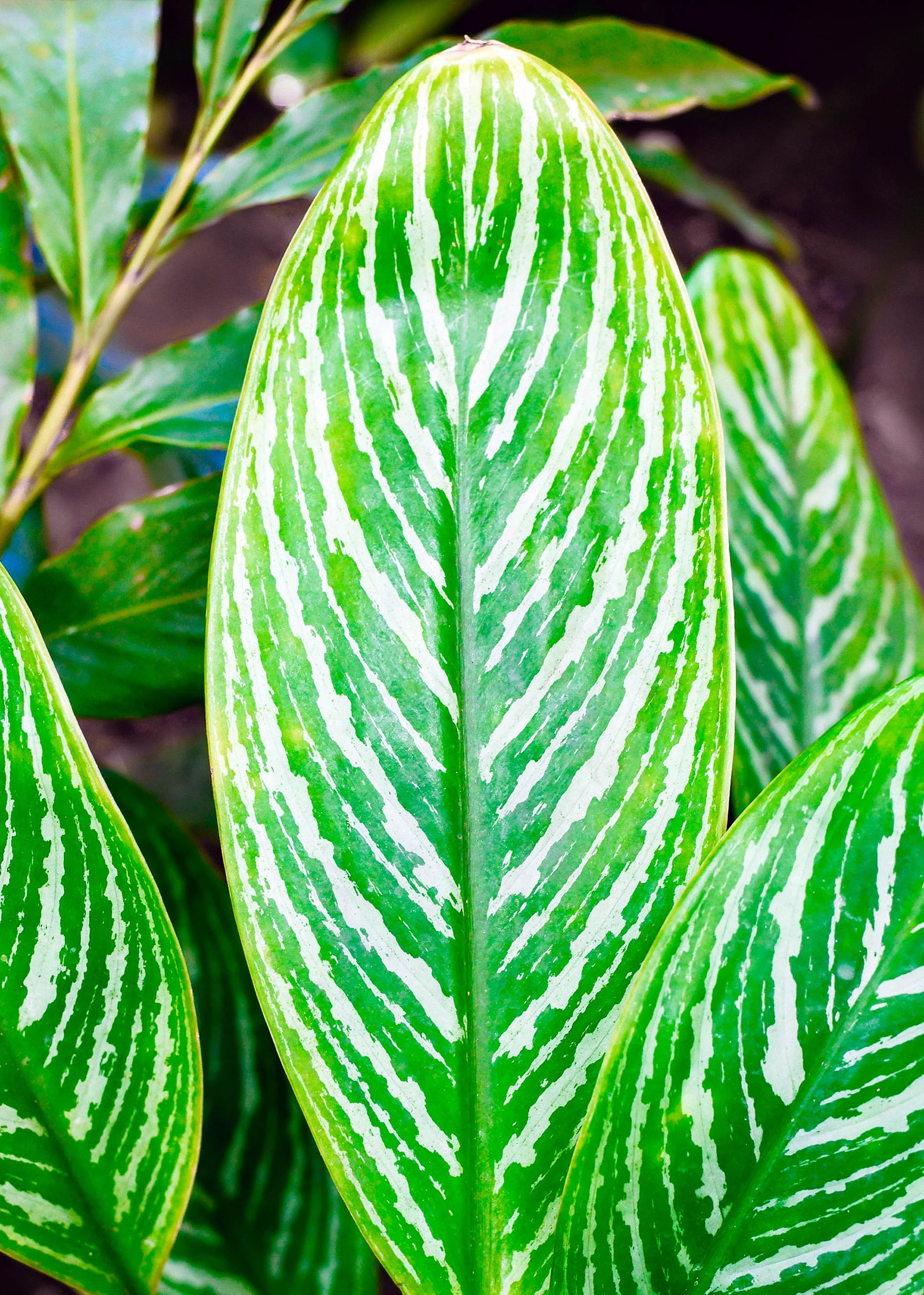 Aglaonema Stripes