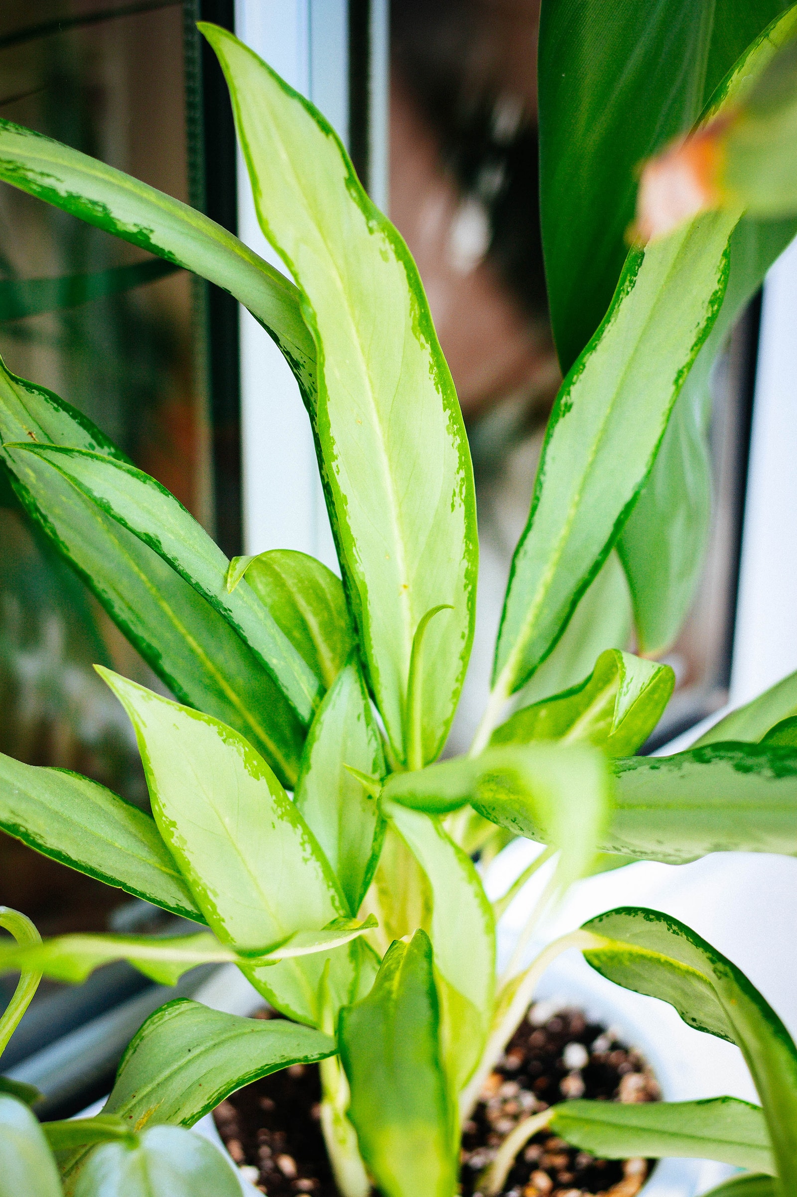 Aglaonema White Lance