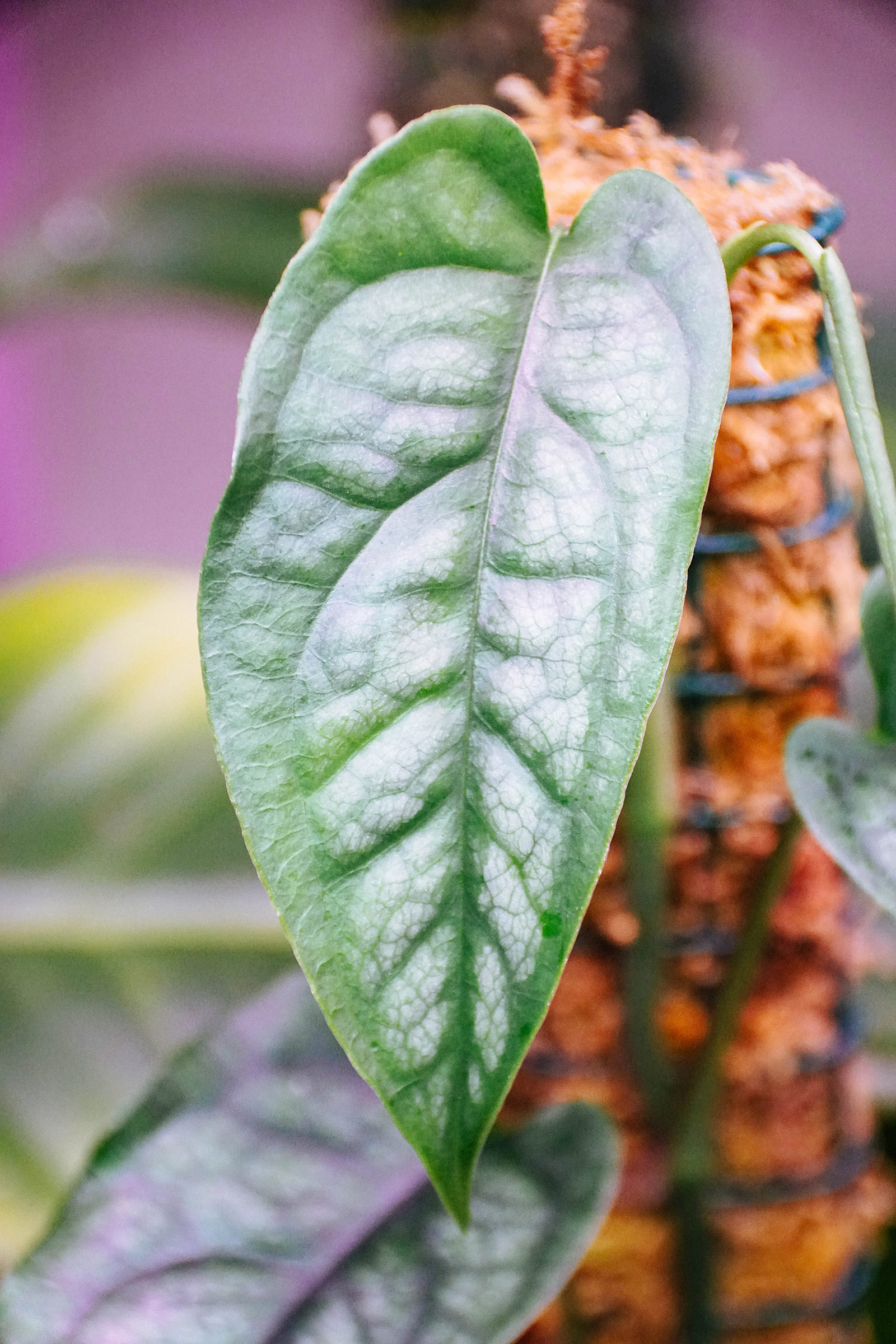 Grow a happy Monstera siltepecana: beginner care tips for silver Monstera
