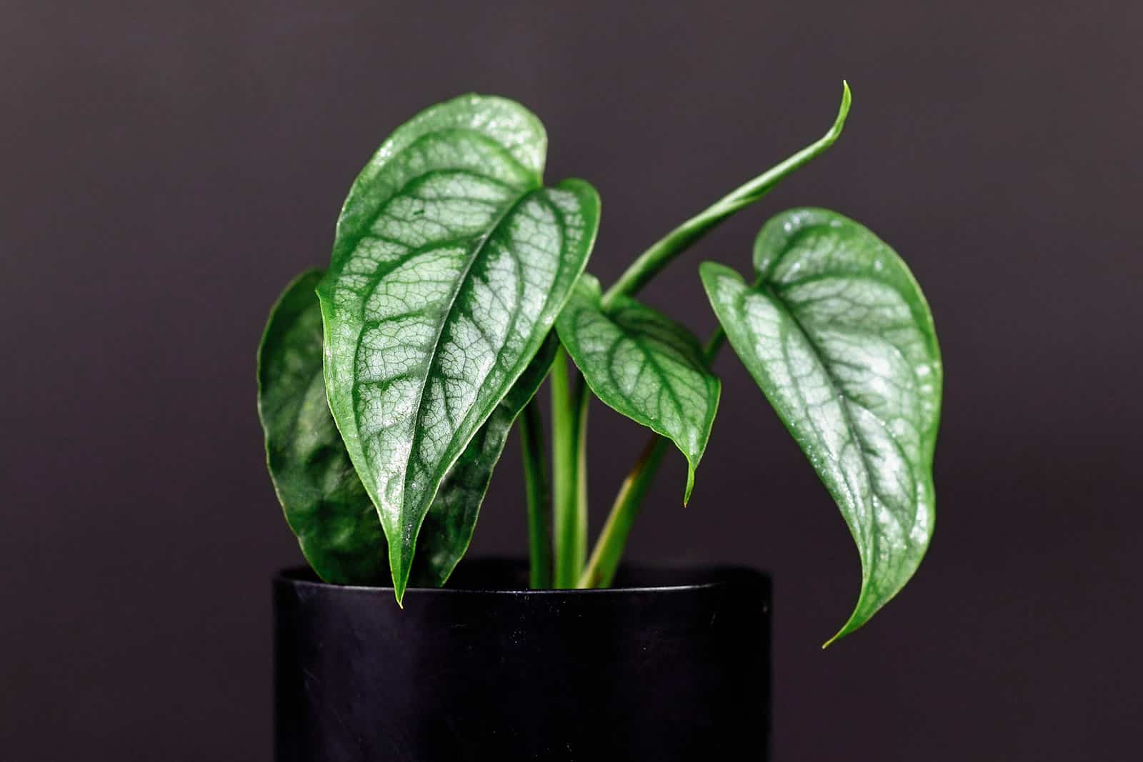 Monstera siltepecana houseplant in a black pot against a black background