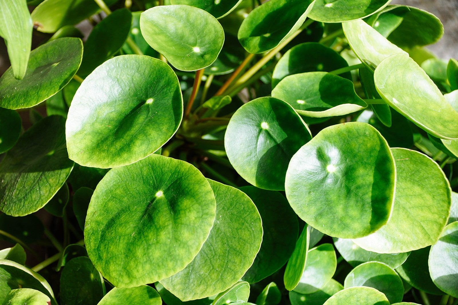 Close-up of round Pilea peperomioides (Chinese money plant) leaves that look like coins