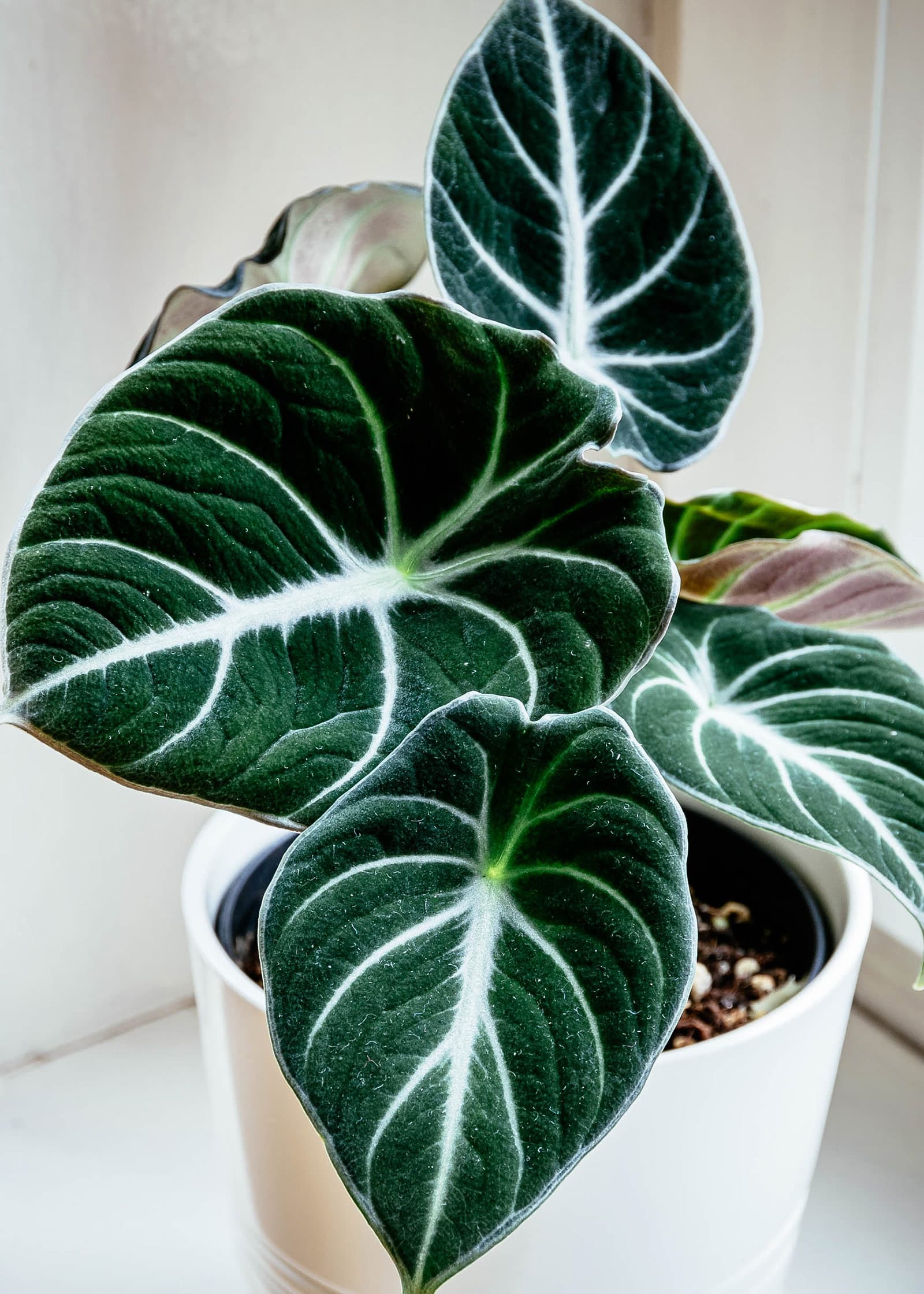 Alocasia reginula houseplant in modern white pot