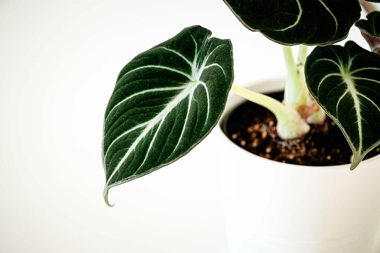 Close-up of Alocasia Black Velvet leaf