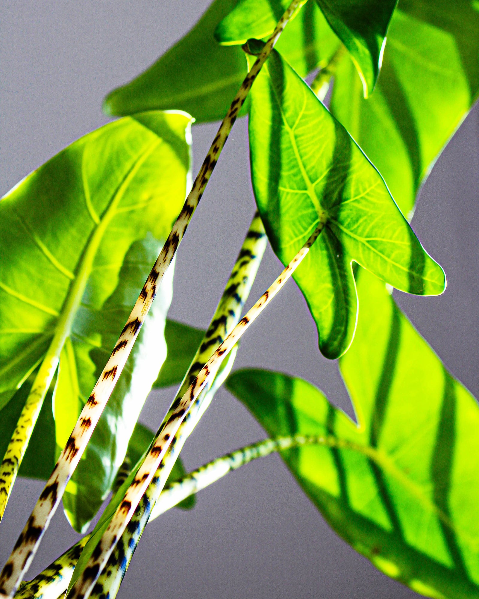 Close-up of sunlight streaming through Alocasia zebrina leaves and petioles