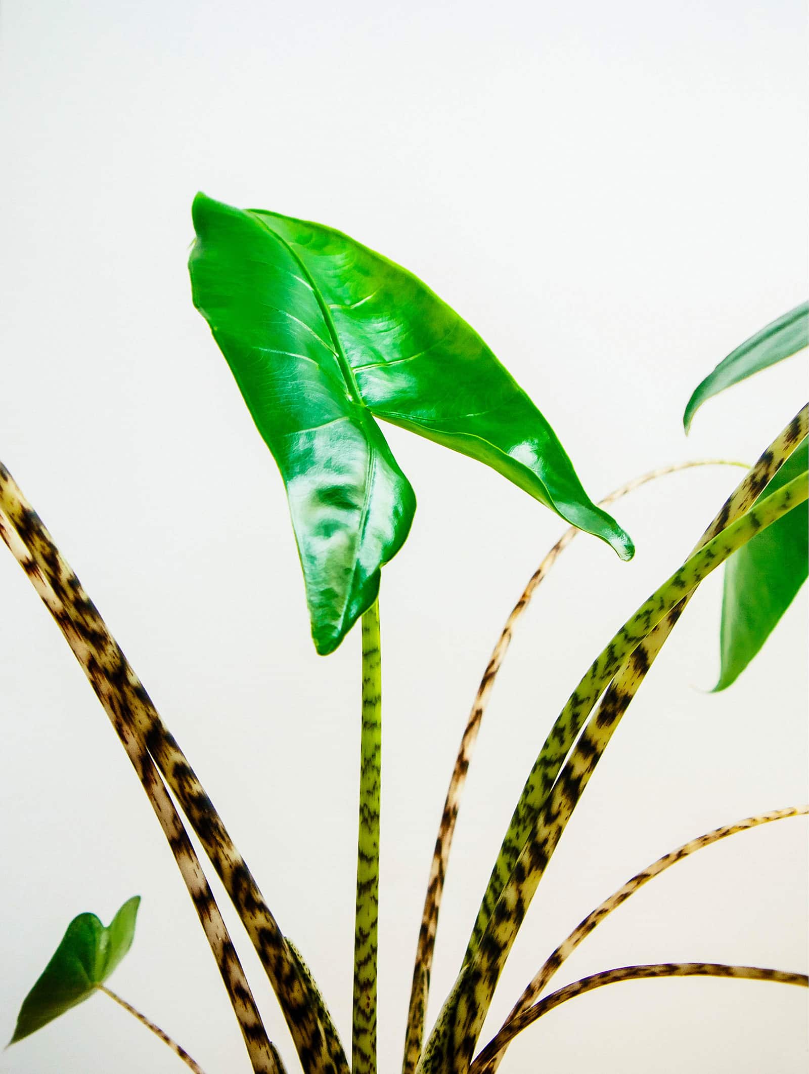 Heart-shaped glossy green Alocasia zebrina (zebra plant) leaf and patterned leaf stems against a white background