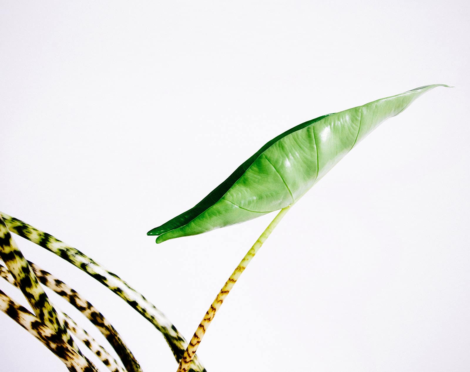 Artistic high-key shot of single Alocasia zebrina leaf on a white background